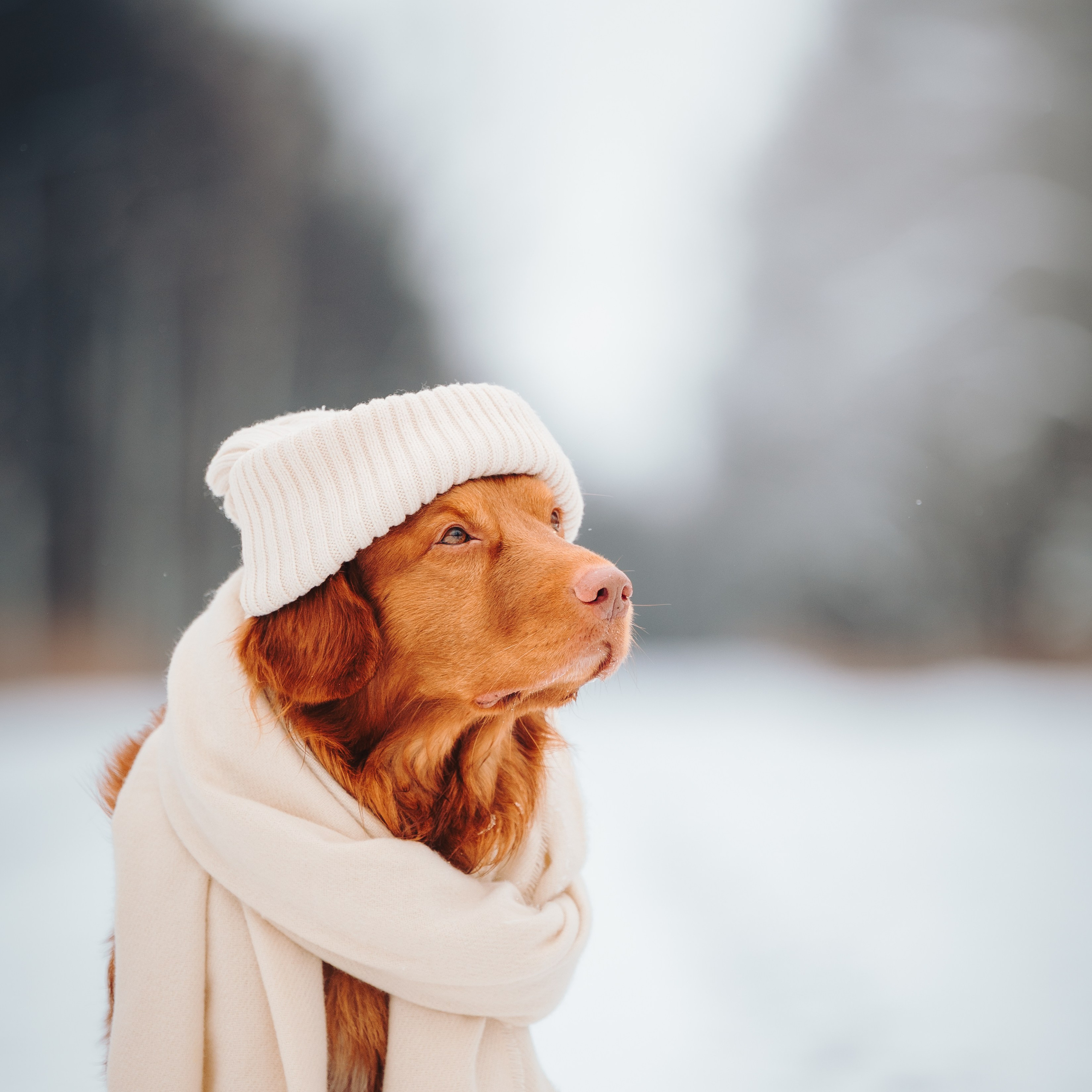 Наташа и Бубел. Семейный фотограф анималист Ананьева Мария — Москва