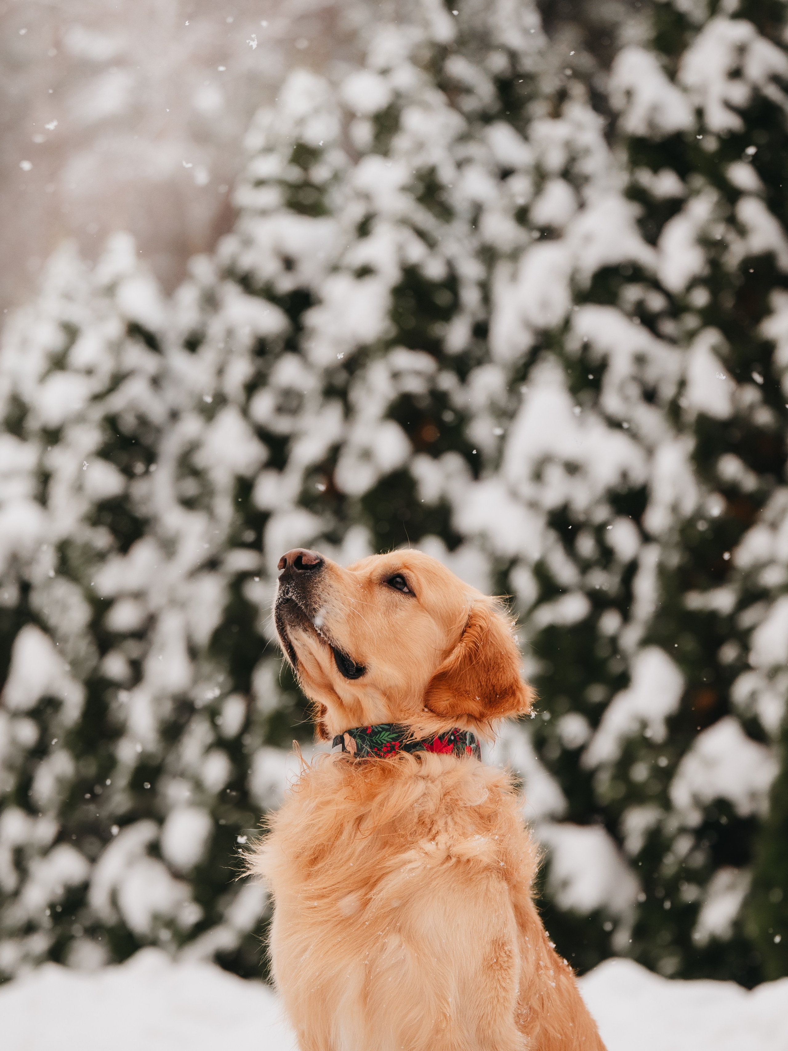 Bender&Frai. Зимняя коллекция. Семейный фотограф анималист Ананьева Мария — Москва