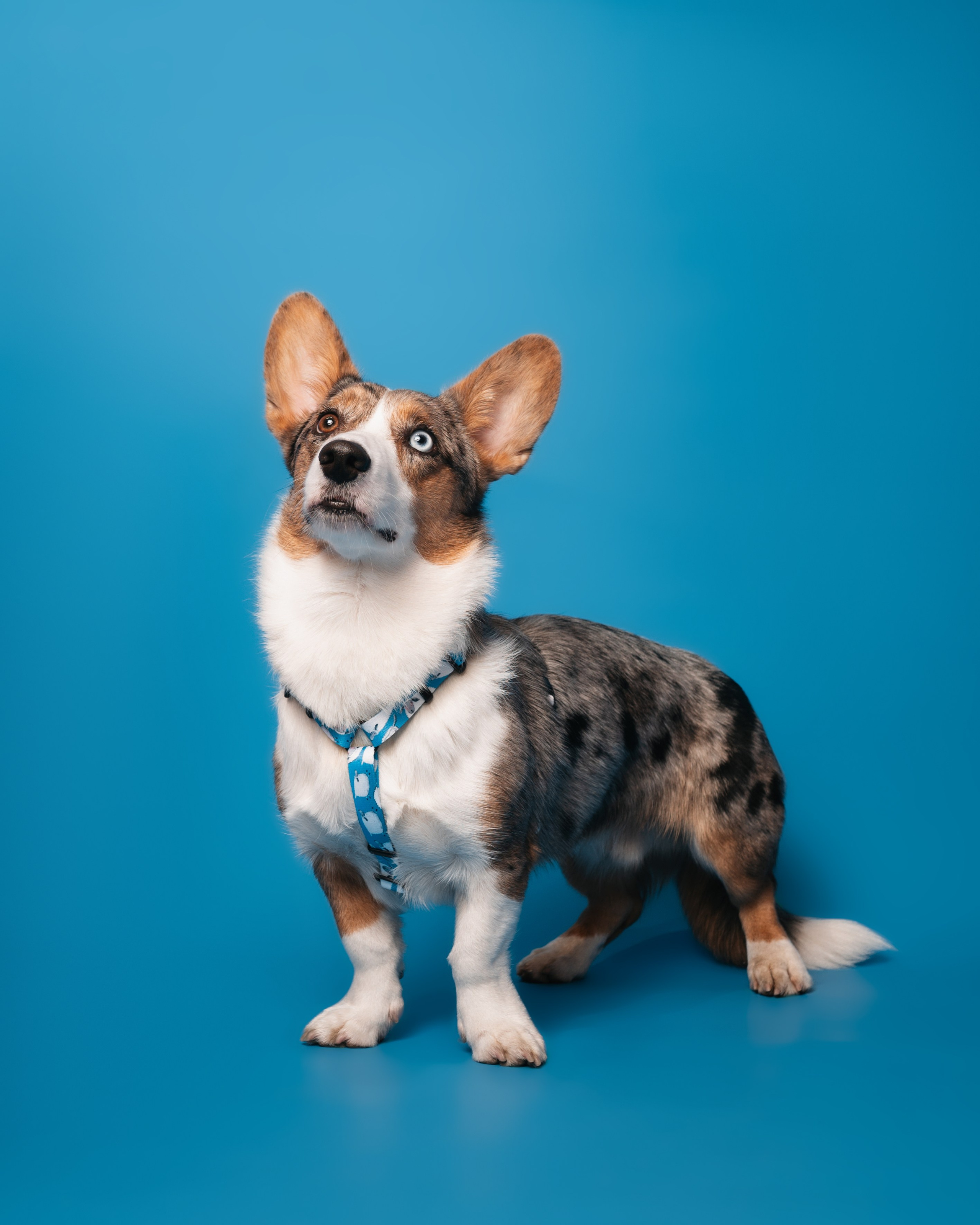 Bender&Frai. Овечки. Семейный фотограф анималист Ананьева Мария — Москва