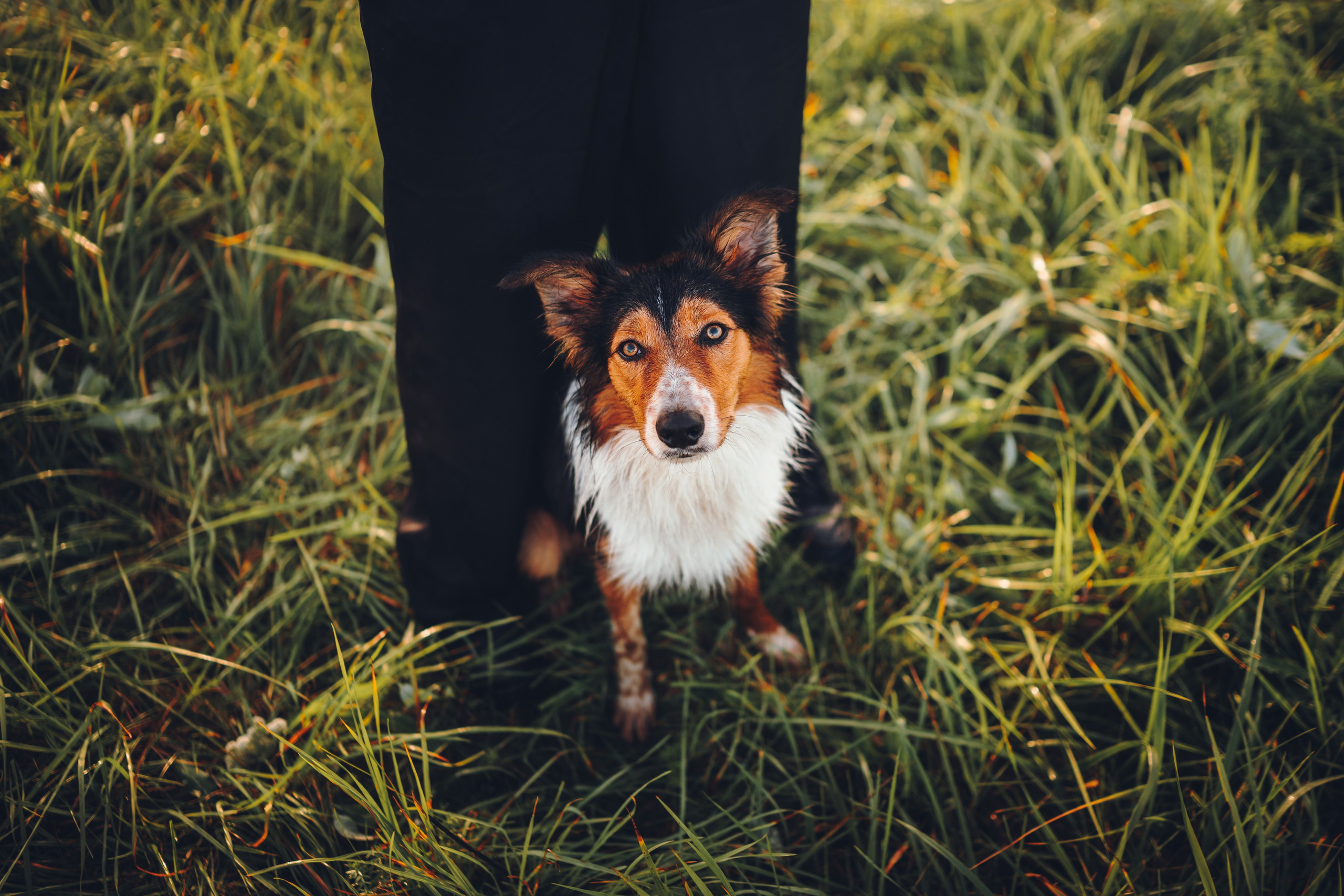 Саша, Флик и Эсприт. Семейный фотограф анималист Ананьева Мария — Москва