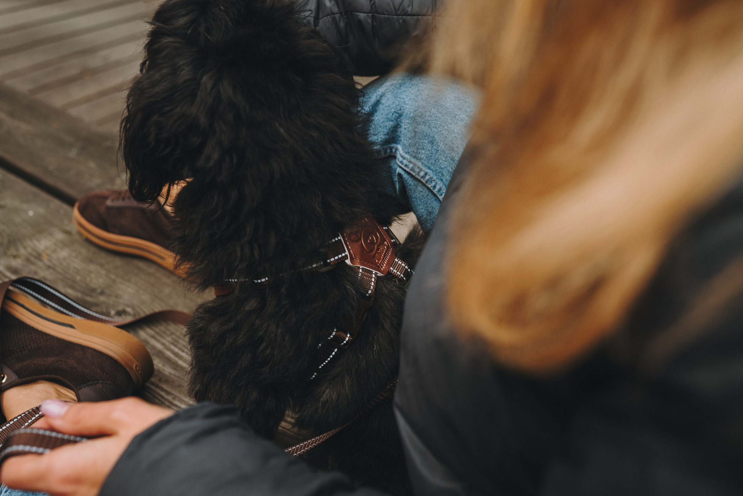 Pawsitive. Семейный фотограф анималист Ананьева Мария — Москва