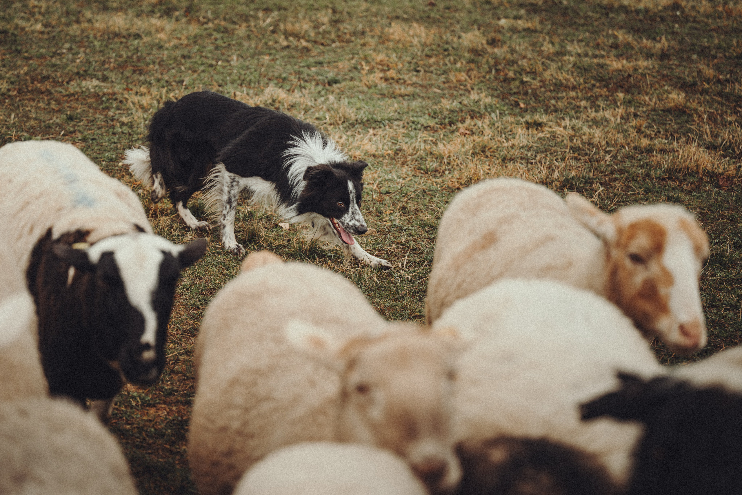 Настя и Рэги на ферме. Семейный фотограф анималист Ананьева Мария — Москва