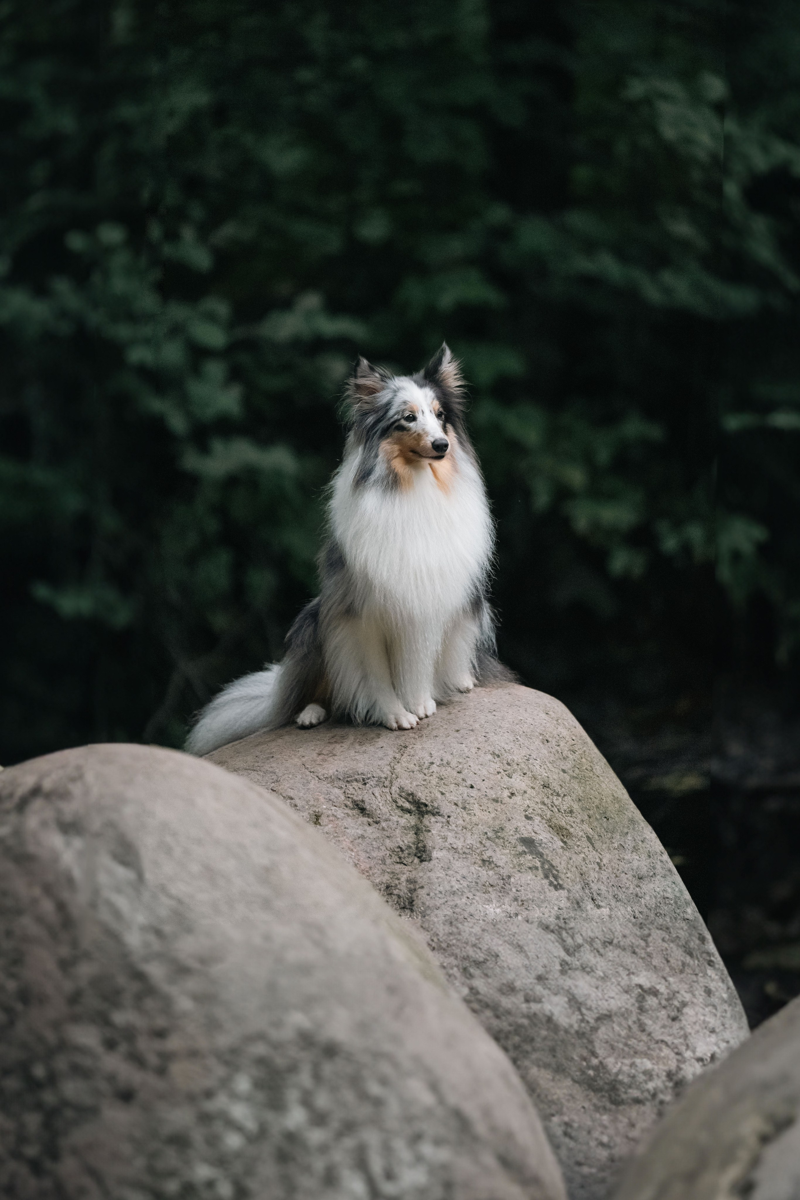 Лесная Элис. Фотограф анималист