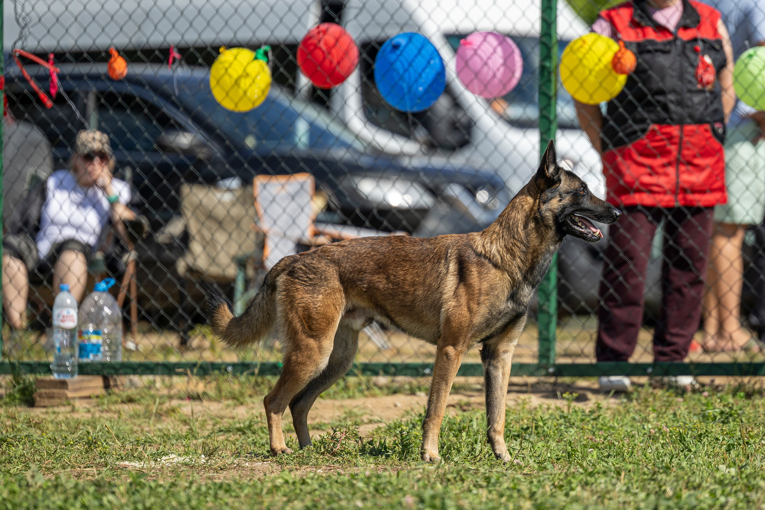 Соревнования по Мондьорингу г. Вологда 10-11.08.2024. Фотограф-анималист Анна Маринич