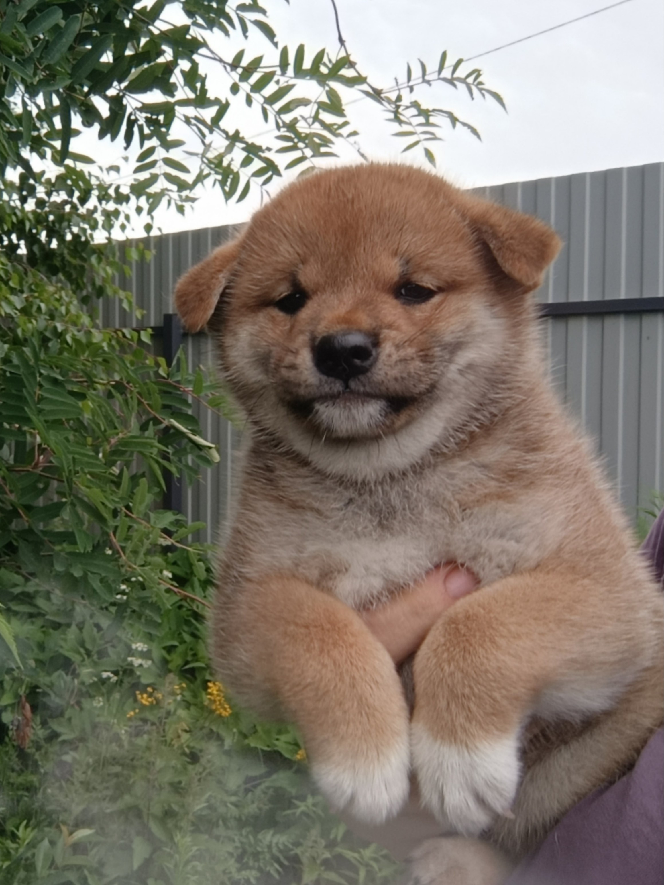 сиба питомник Рубилайт щенки на продажу rubylight  сиба щенки купить СПб Санкт-Петербург