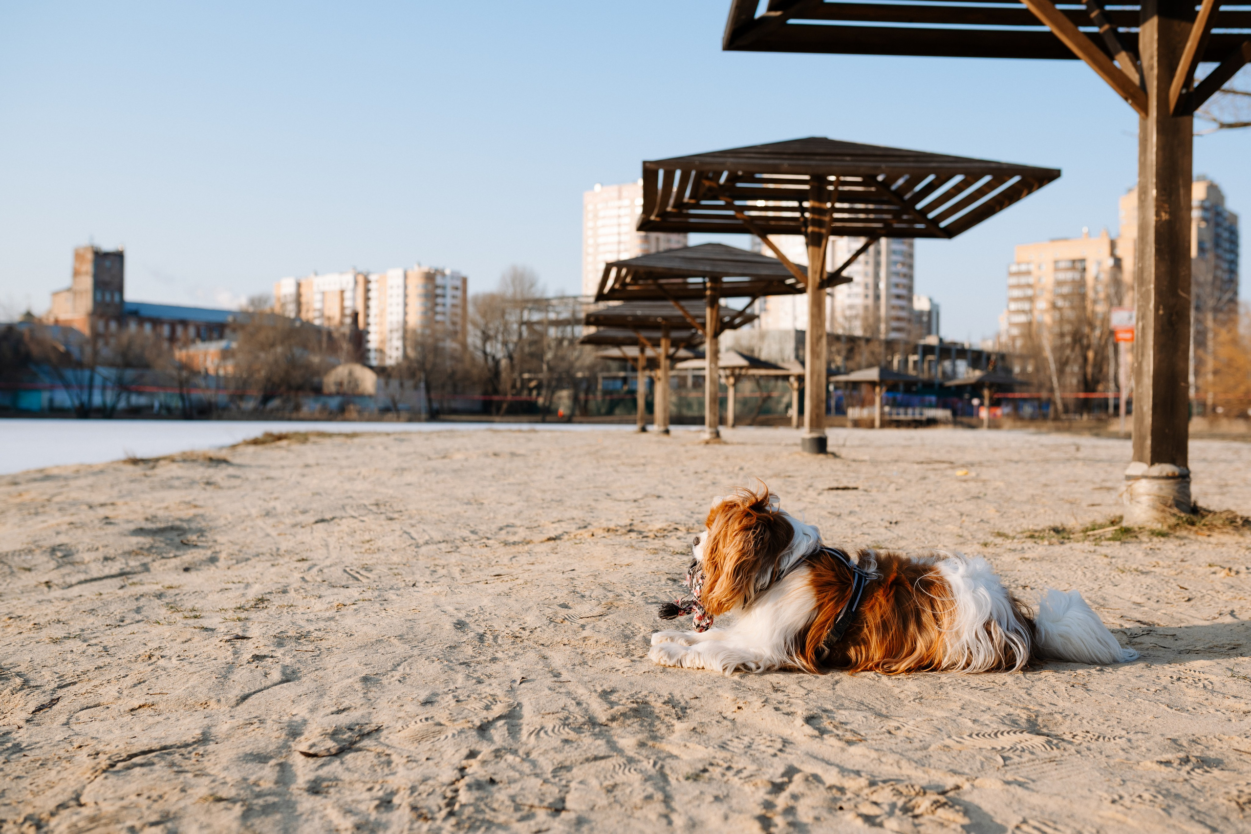 Лена и Арчи. Фотограф анималист в Москве Ольга Агушева