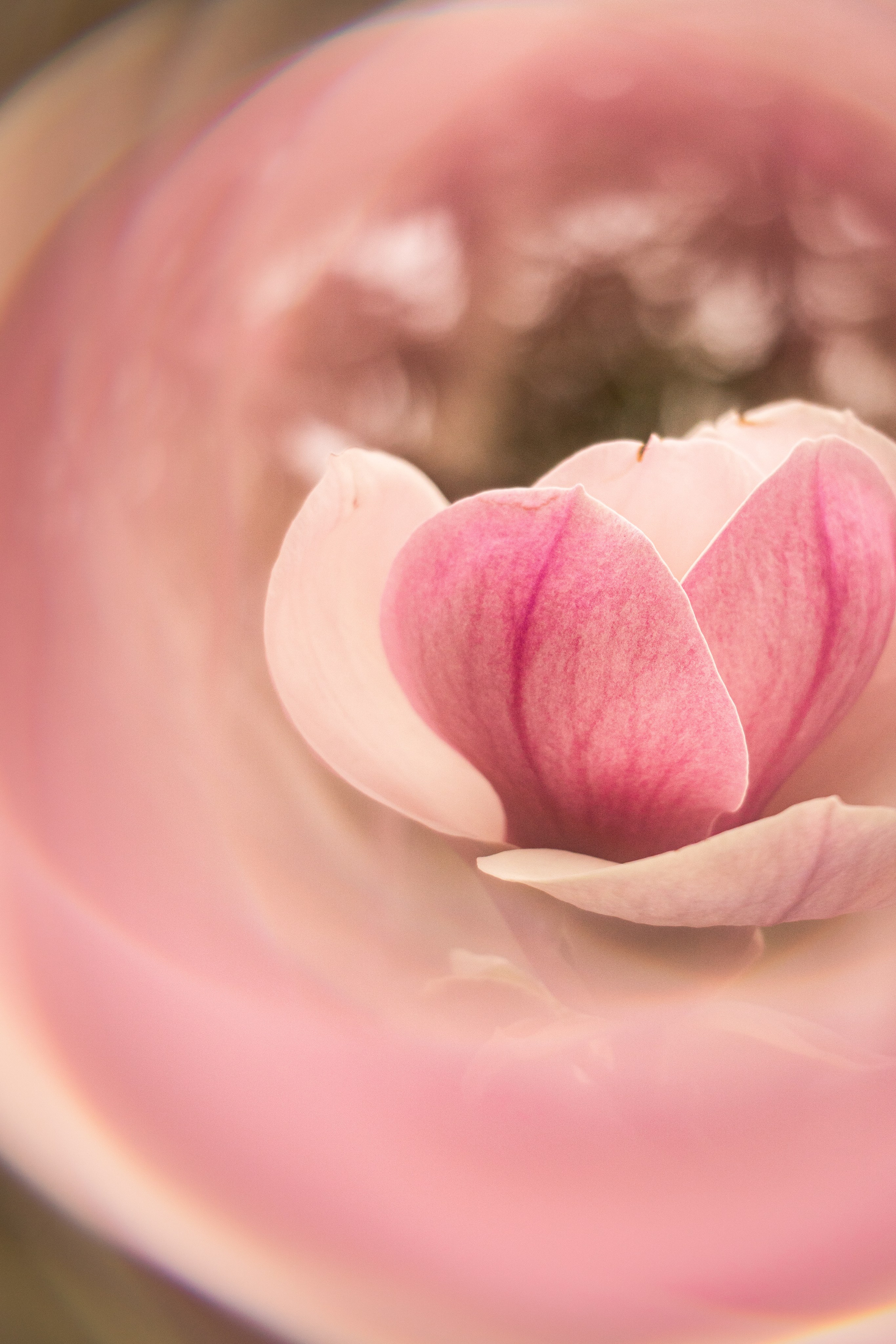 большой розовый цветок магнолии