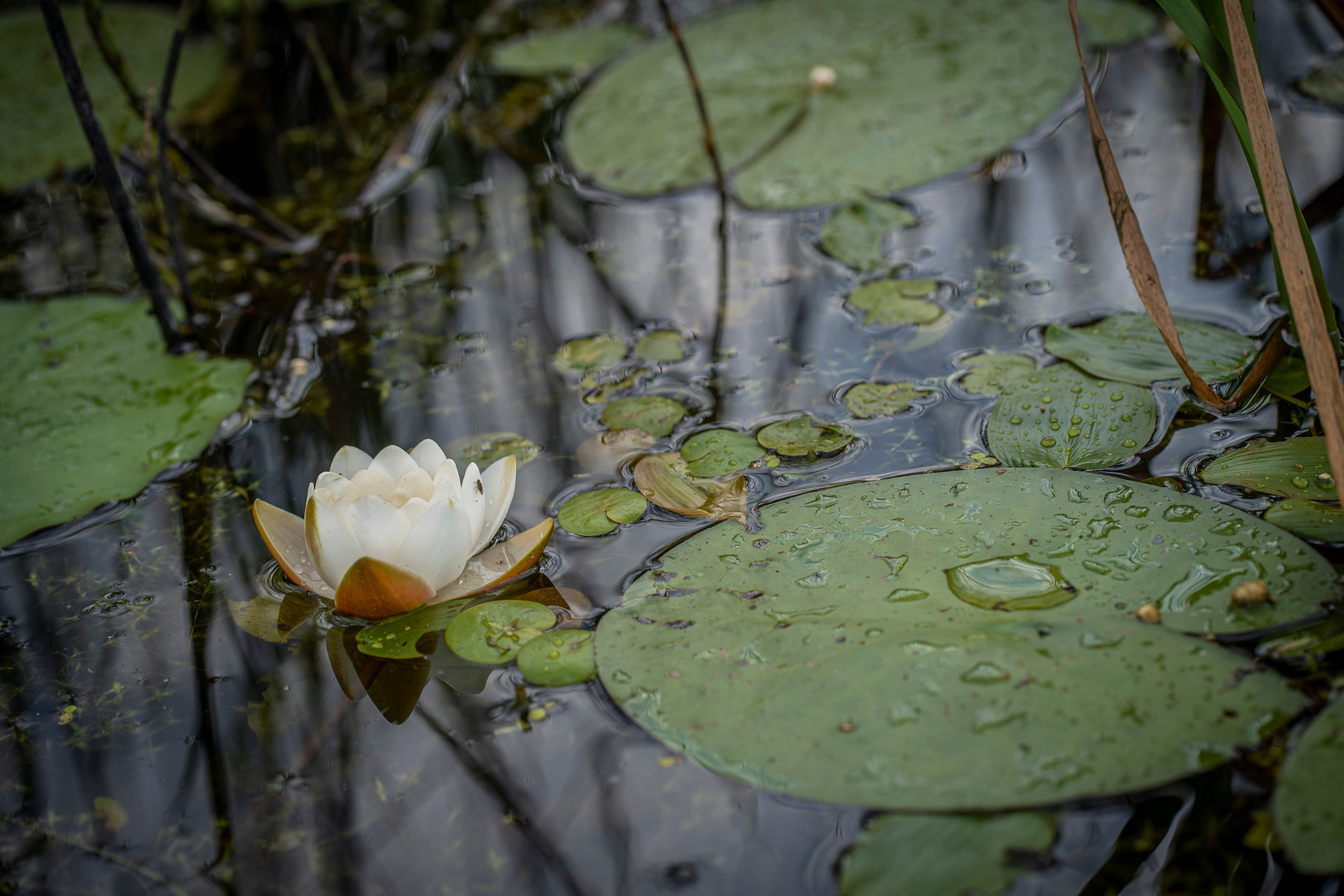 Фотокартины. Семейный фотограф Ирина Ильиных-Вольная в Москве и не только