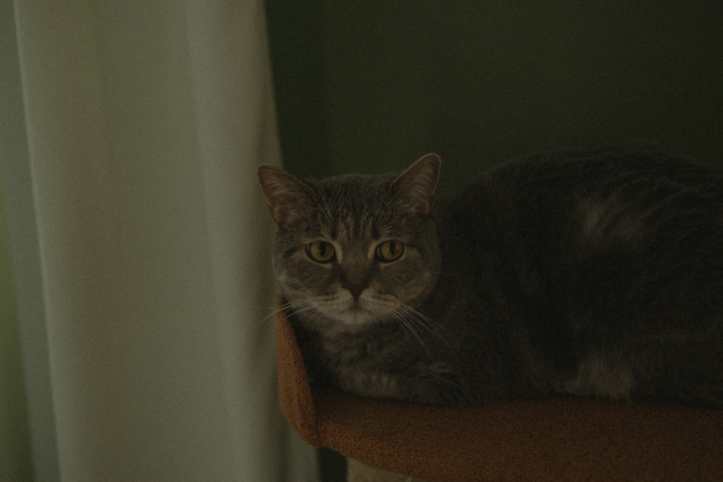 Пока все дома. Фотограф Новосибирск Баранова Юлия