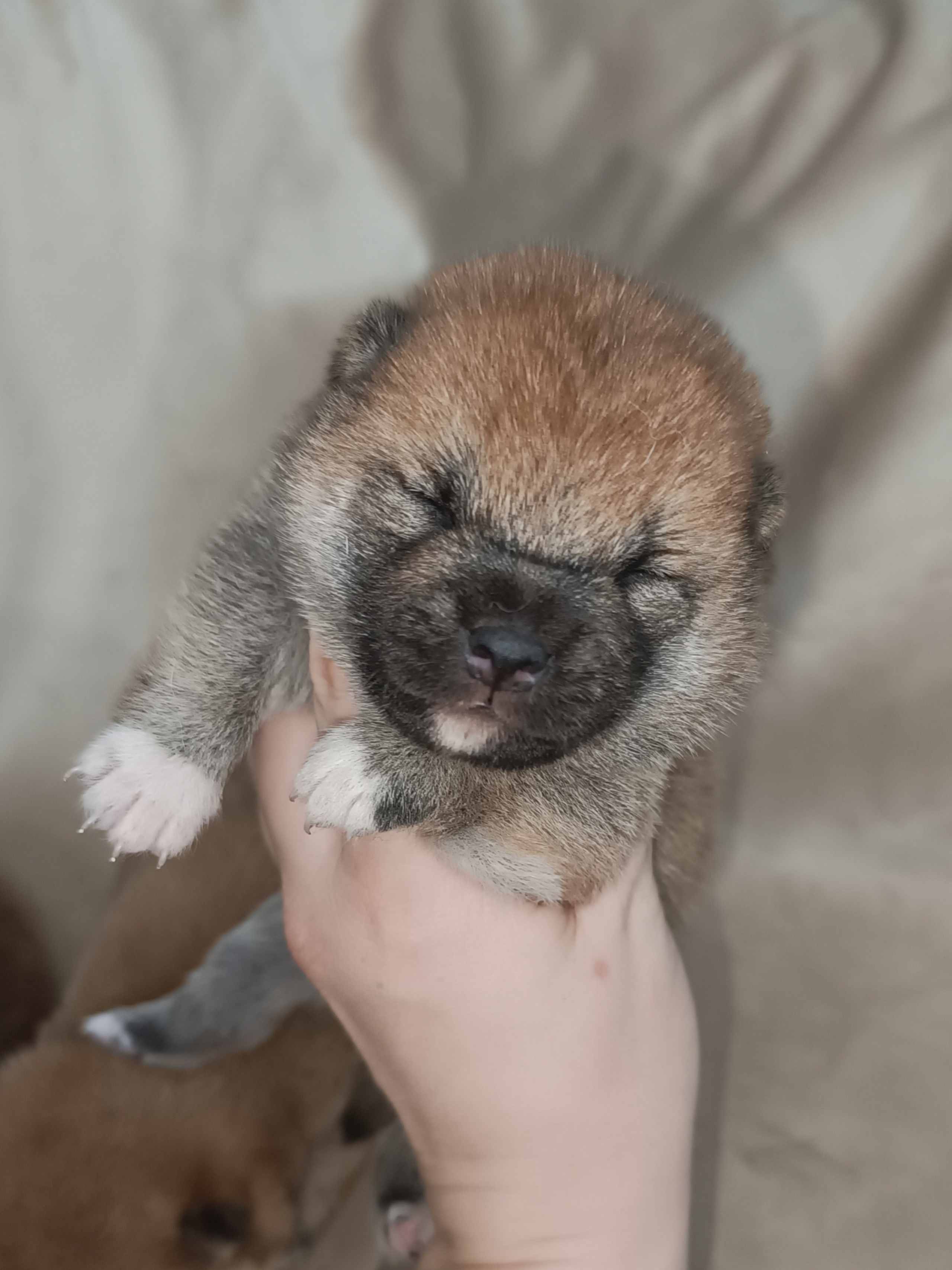 сиба питомник Рубилайт щенки на продажу rubylight  сиба щенки купить СПб Санкт-Петербург 