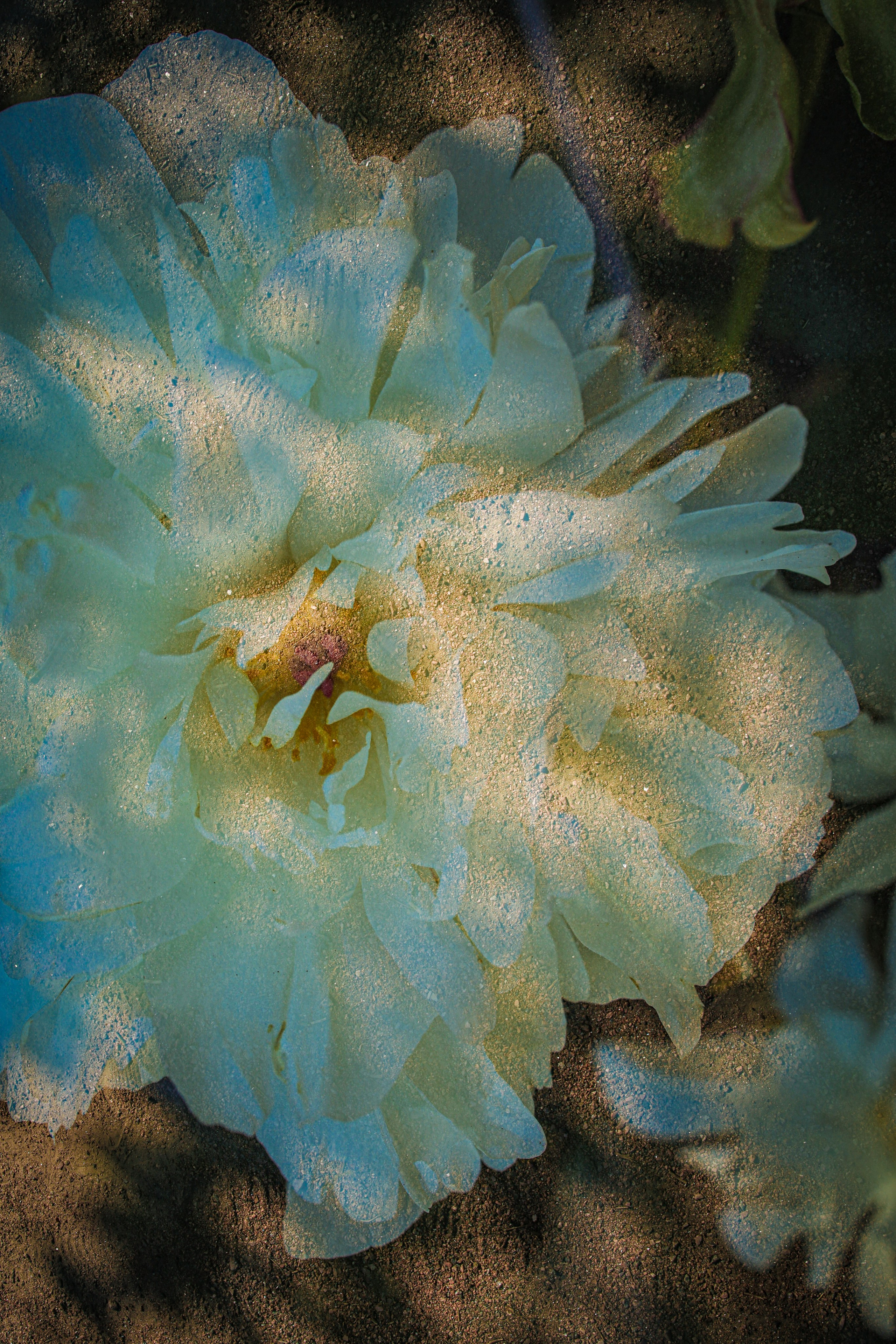 Природа &. Фотохудожник в СПб