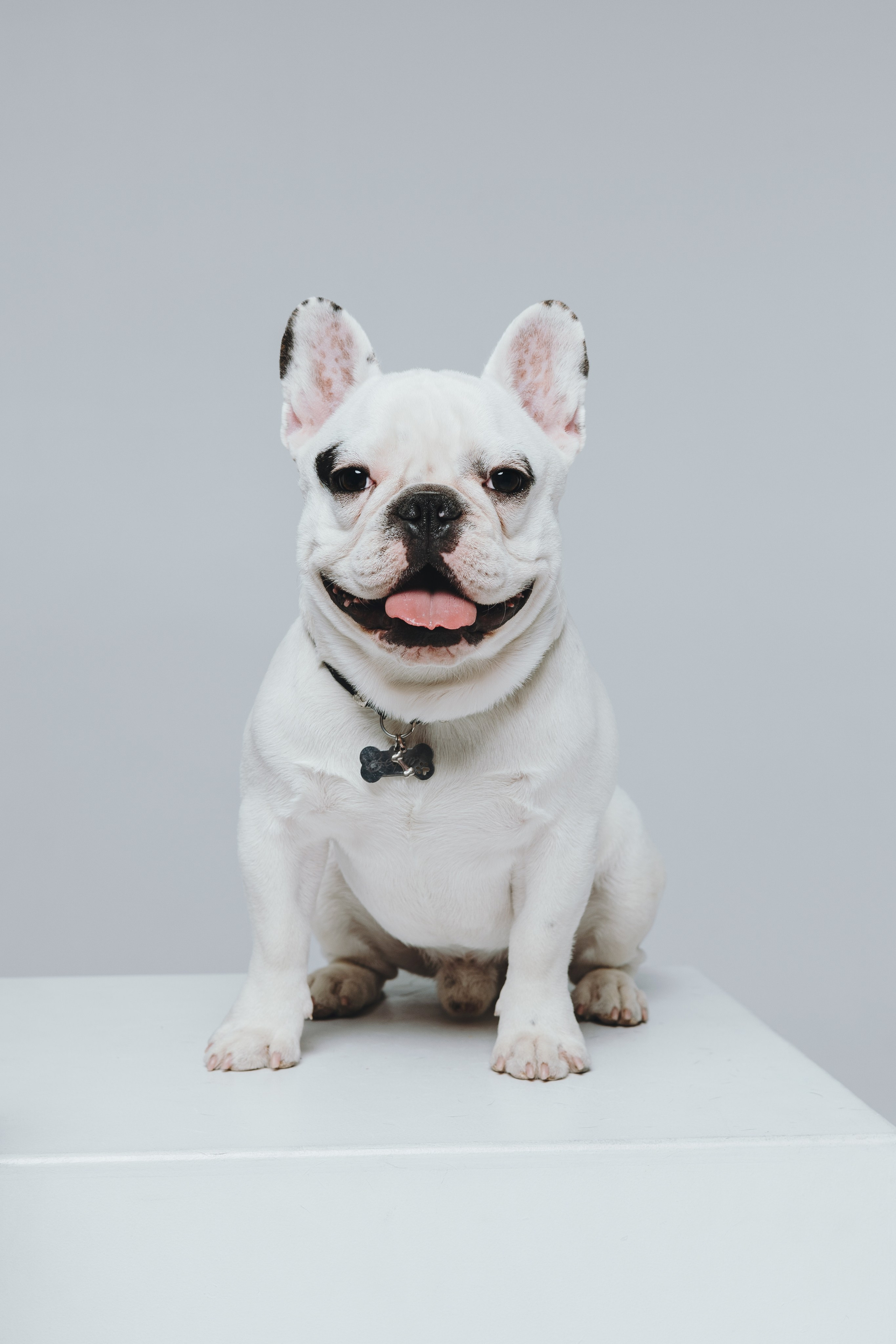 Елена, Дмитрий, Джем и Зефир. Фотограф — анималист Владивосток, Алина