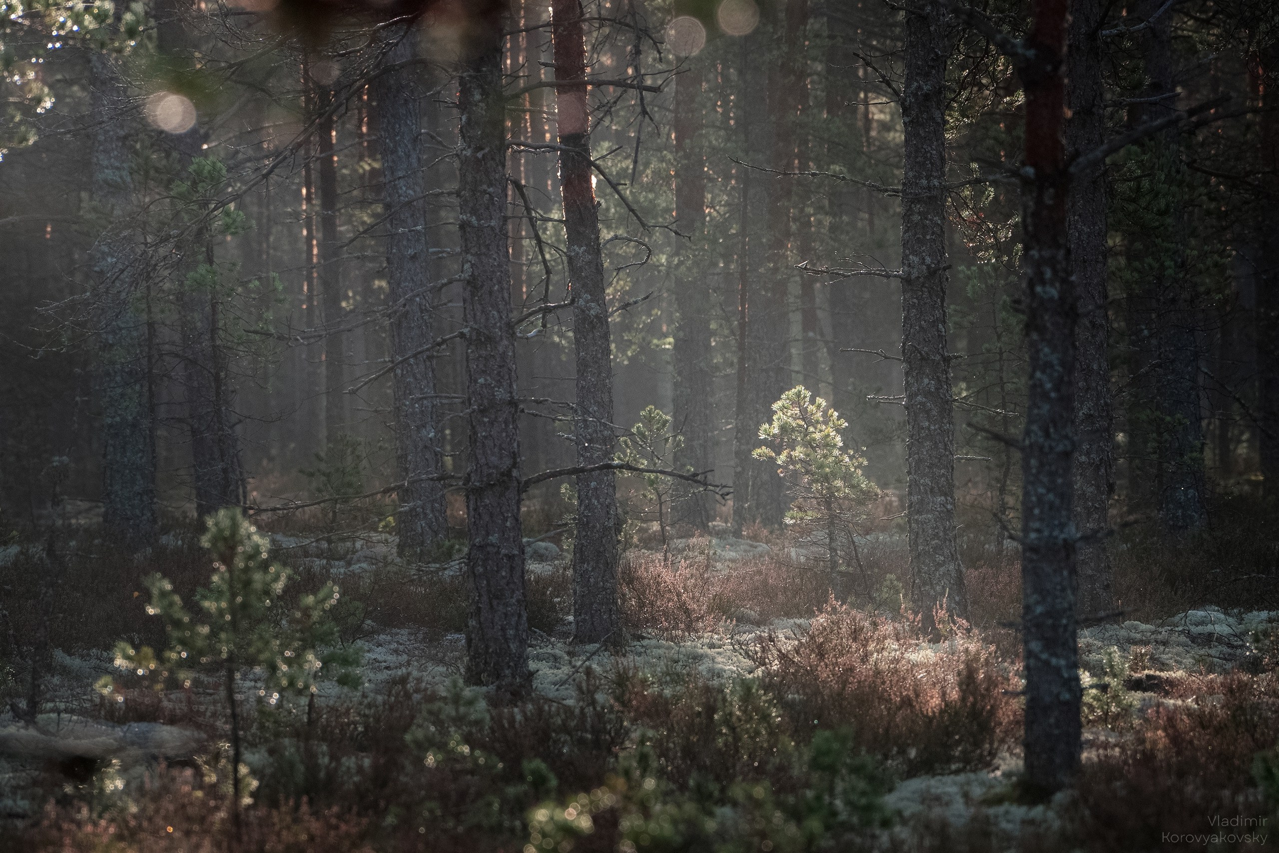 Природа. Фотограф Владимир Коровяковский