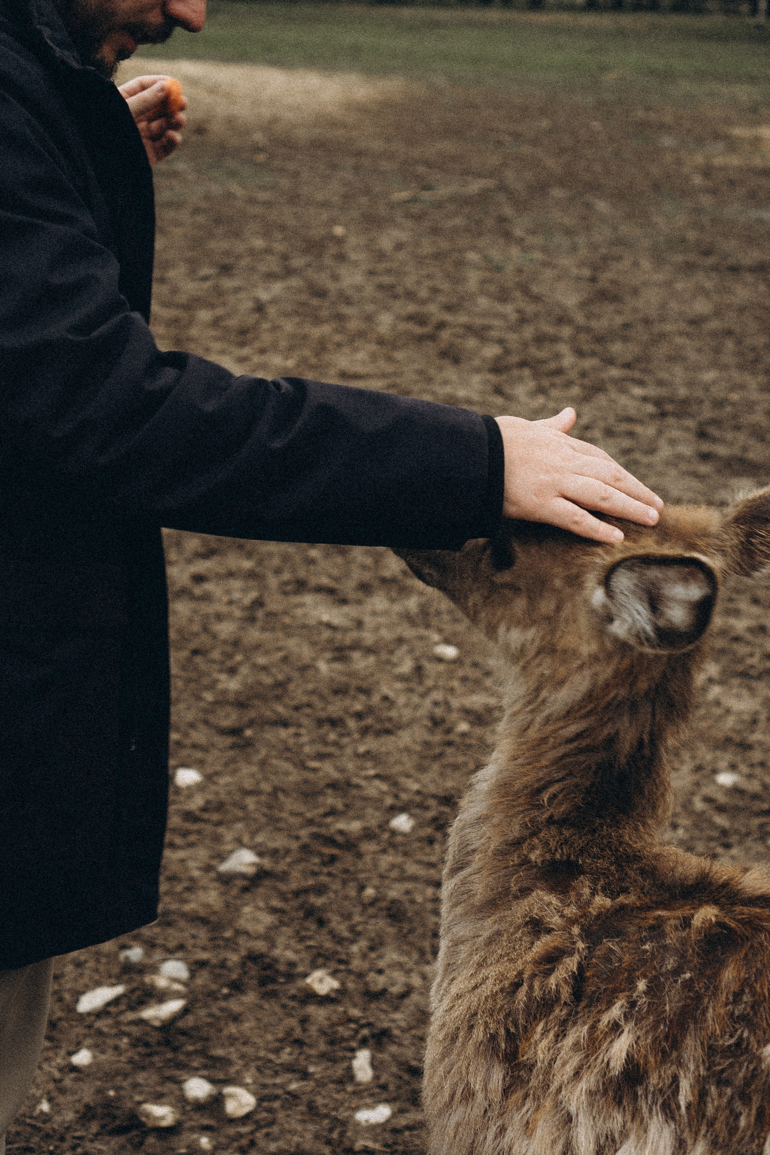 ОЛЕНЬЯ ФЕРМА В ТВЕРИ. Профессиональный фотограф, Санкт-Петербург — Виктория Богомолова