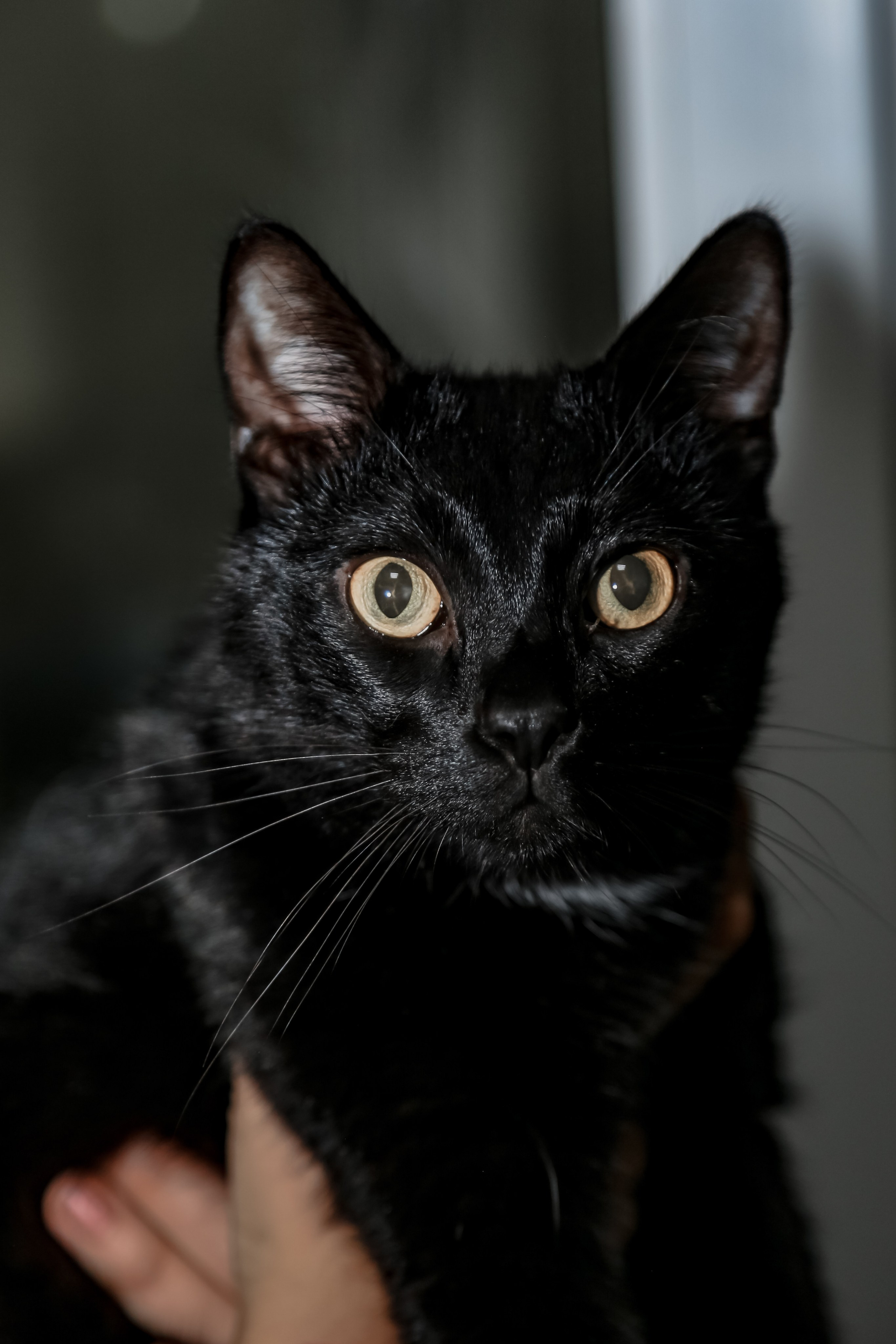 Приют Кошкин Дом Филимоша. Ваш фотограф в Оренбурге Рощупкина Екатерина