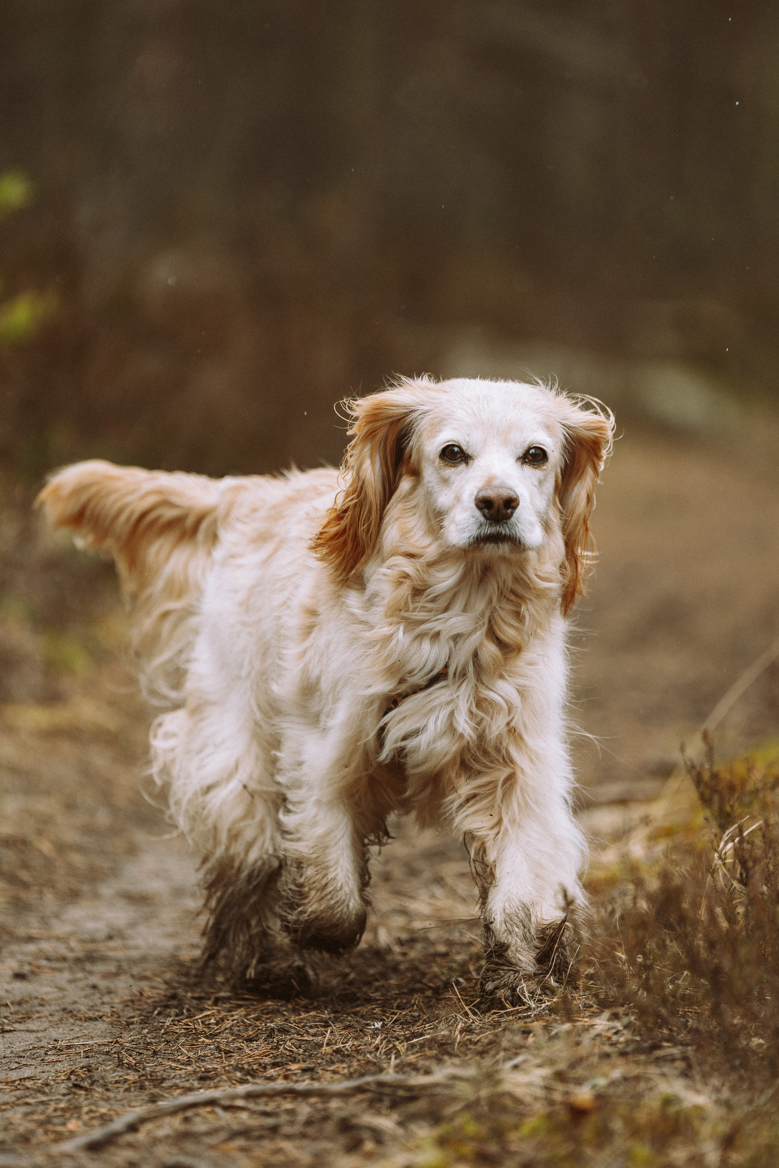 Дог трекинг к финскому хутору. Фотограф анималист в Спб недорого Олеся Майорова