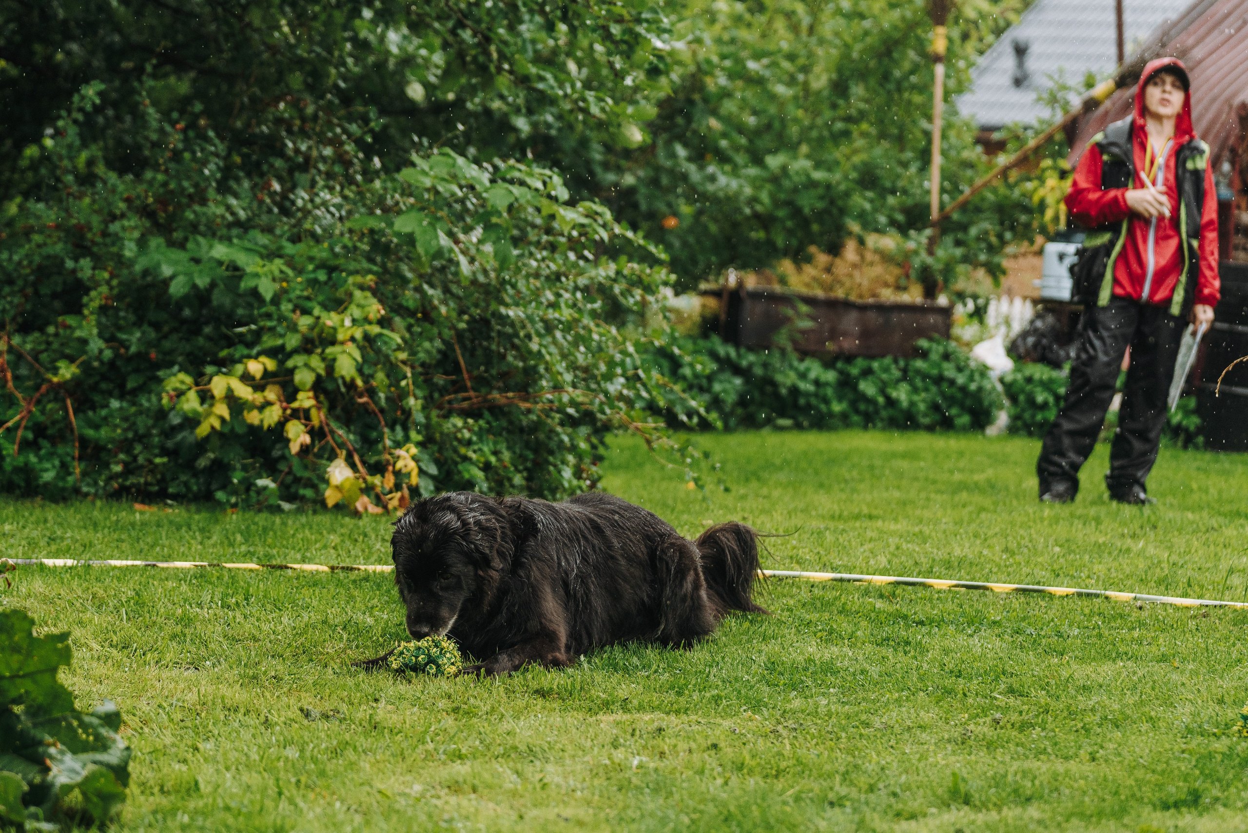Соревнования по ноузворку в Новожилово. Фотограф анималист в Спб недорого Олеся Майорова