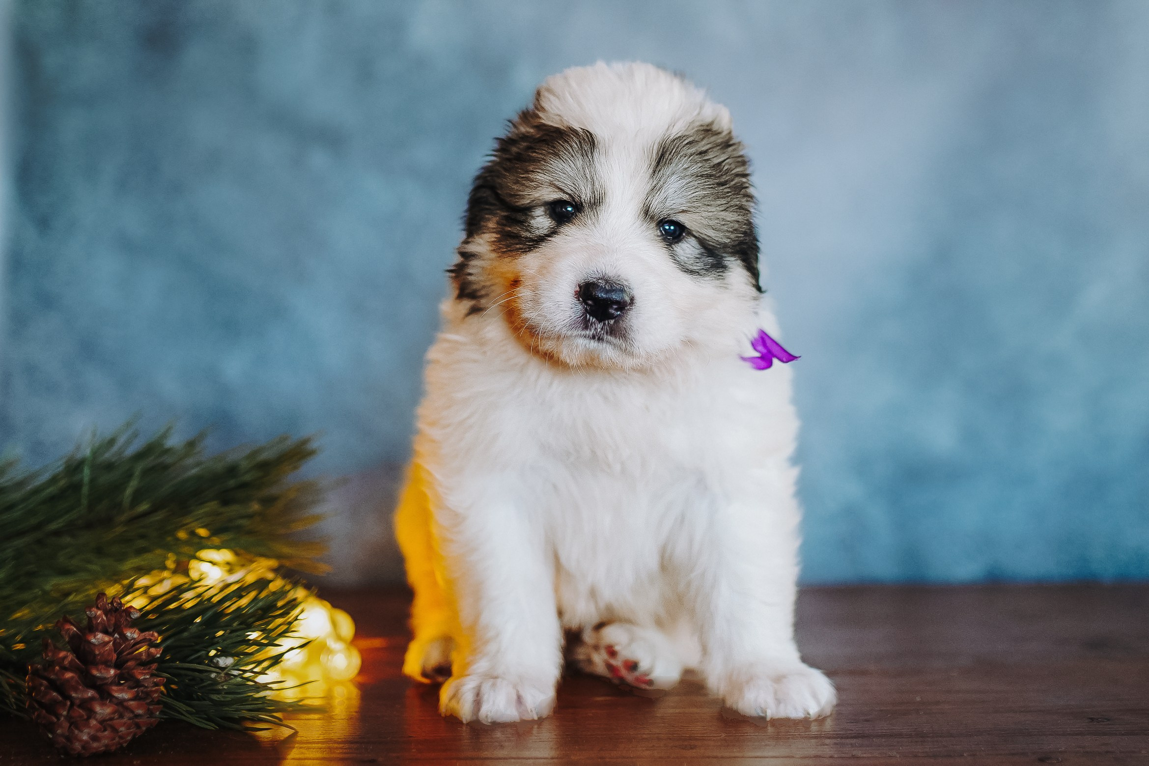 Пиренейские горные. Фотограф анималист в Спб недорого Олеся Майорова
