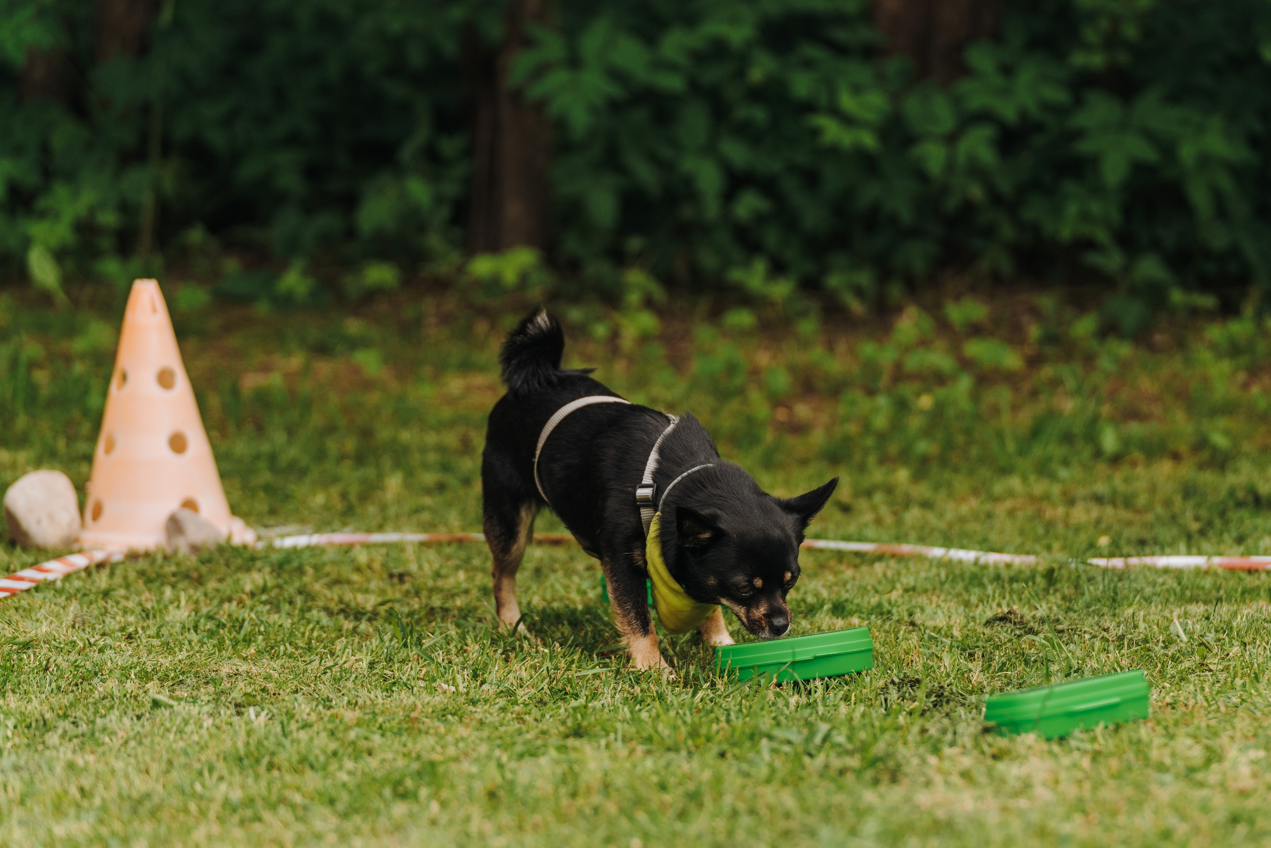 Соревнования по ноузворку. Фотограф анималист в Спб недорого Олеся Майорова
