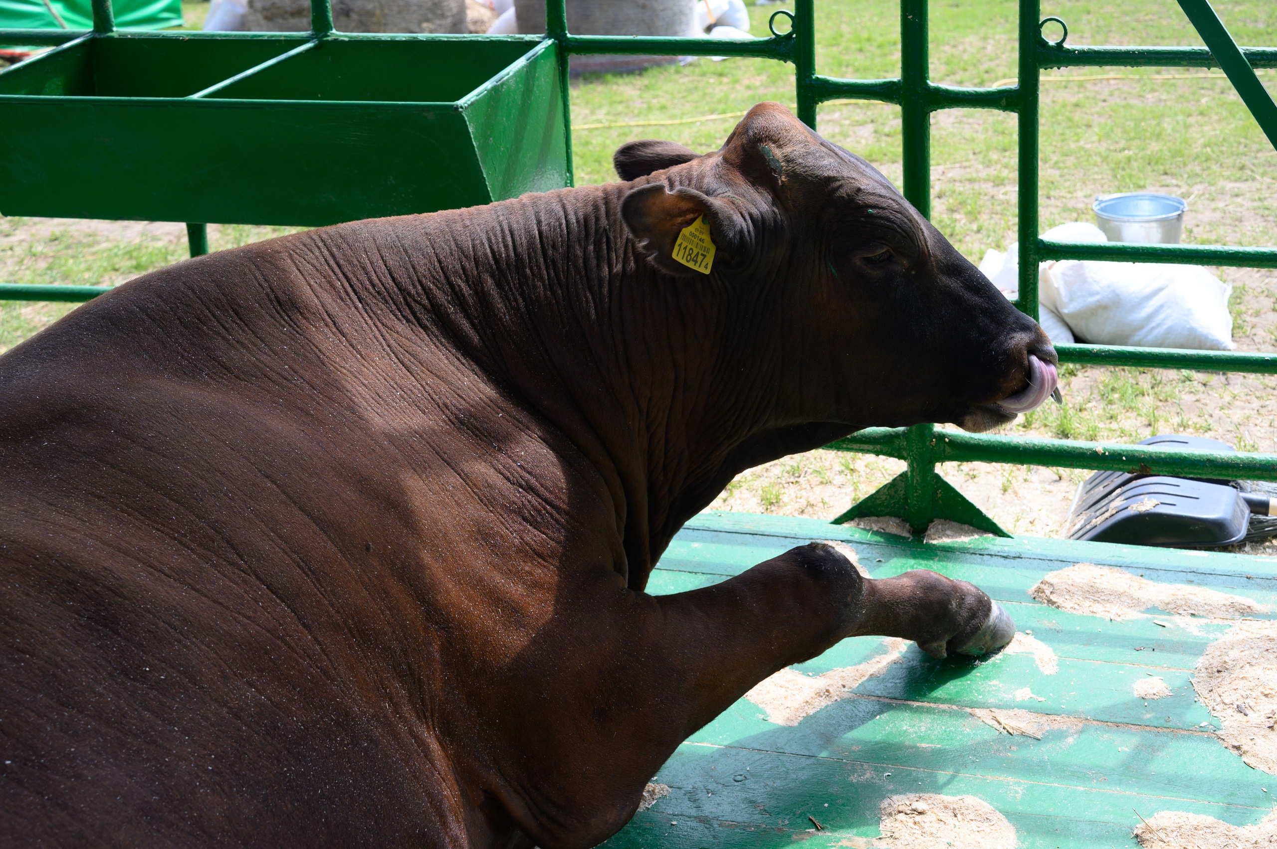Агровыставка. Фотоуслуги, услуги фотографа, фотографирование важных событий
