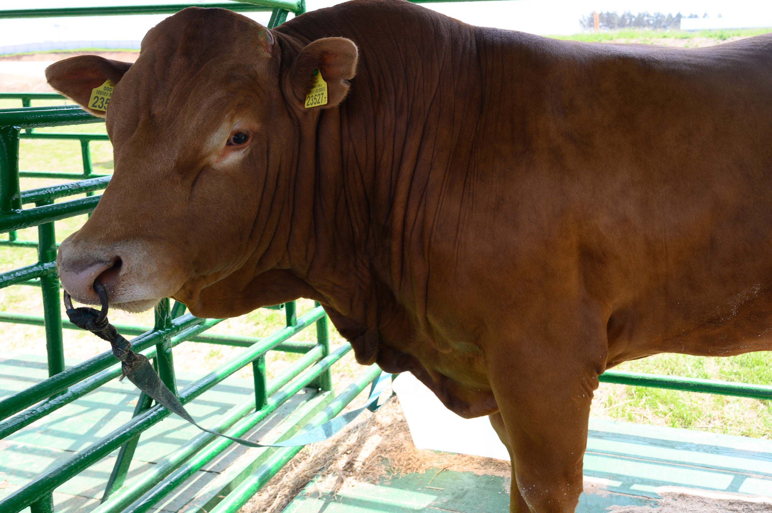 Агровыставка. Фотоуслуги, услуги фотографа, фотографирование важных событий