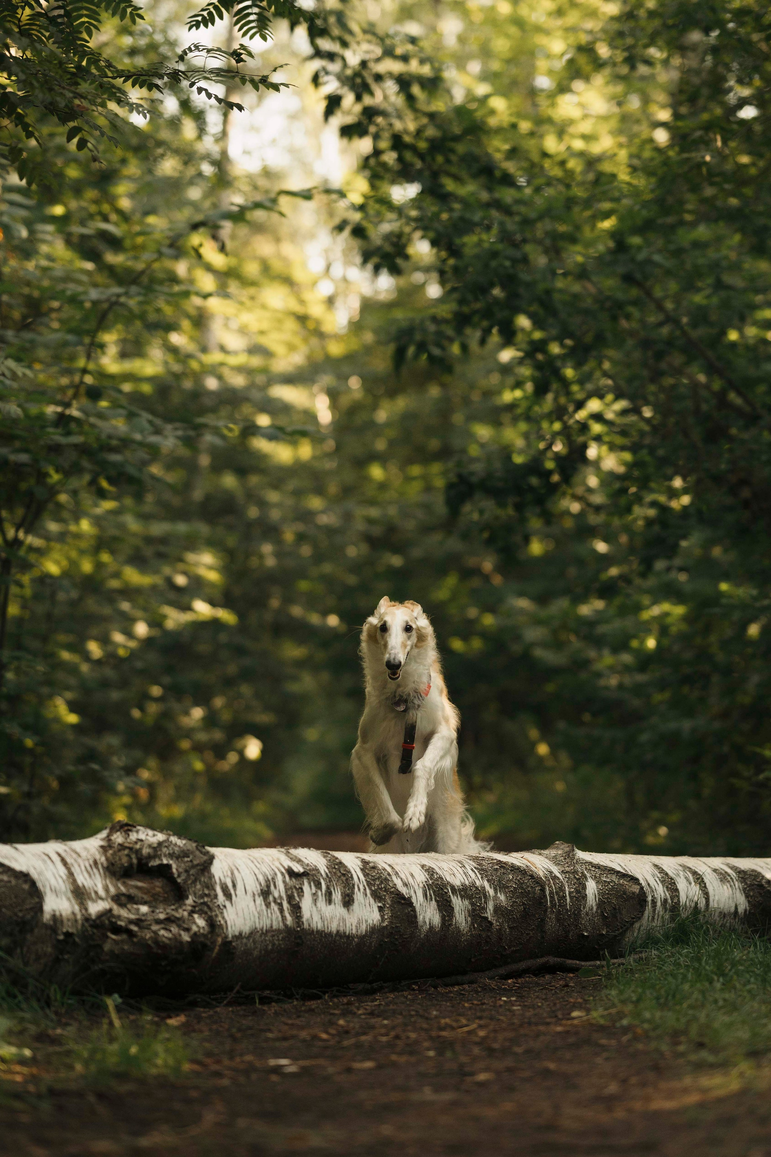 Тайга. Фотограф- анималист Александра Матвеева