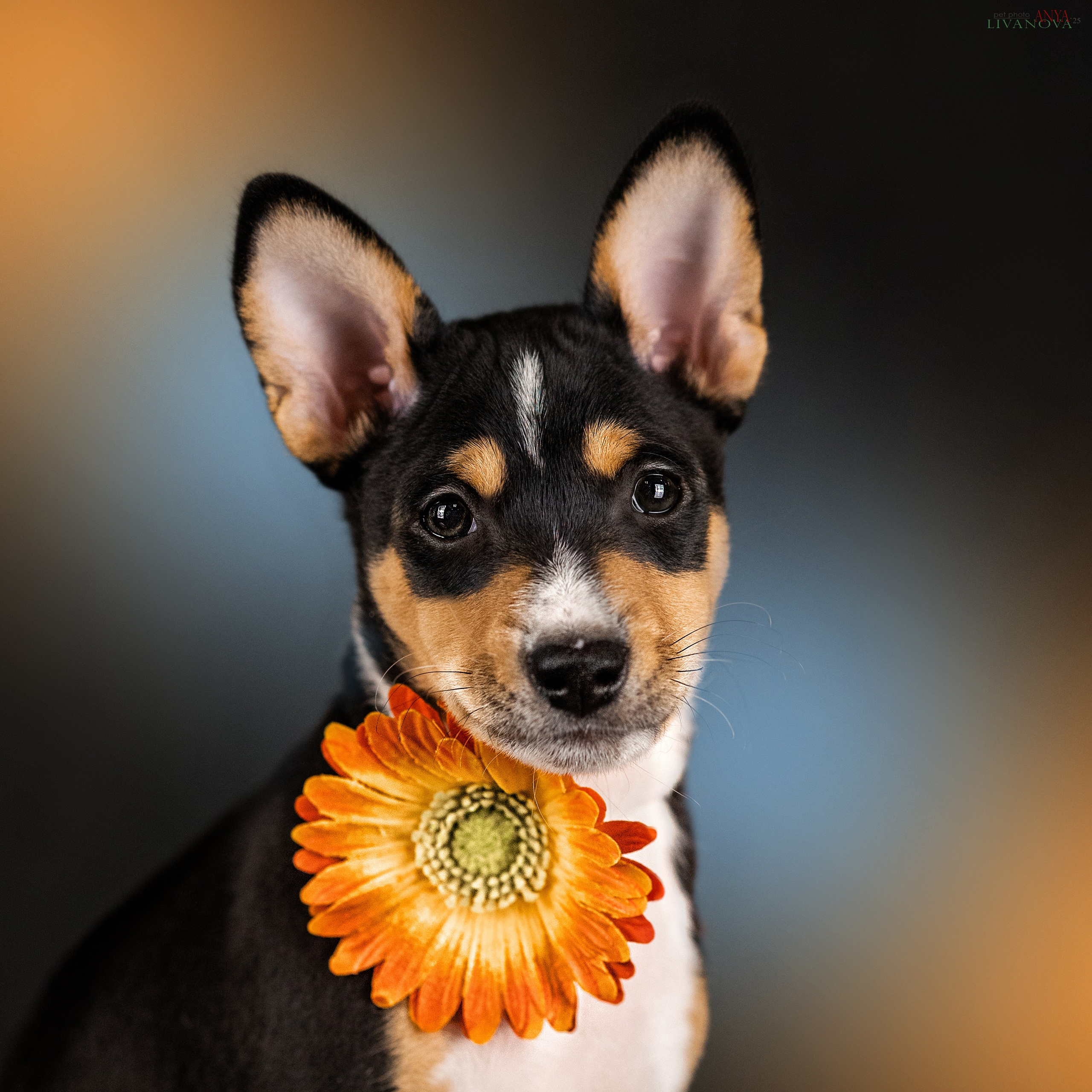 Басенджи. Фотограф анималист Аня Ливанова | Рыбинск