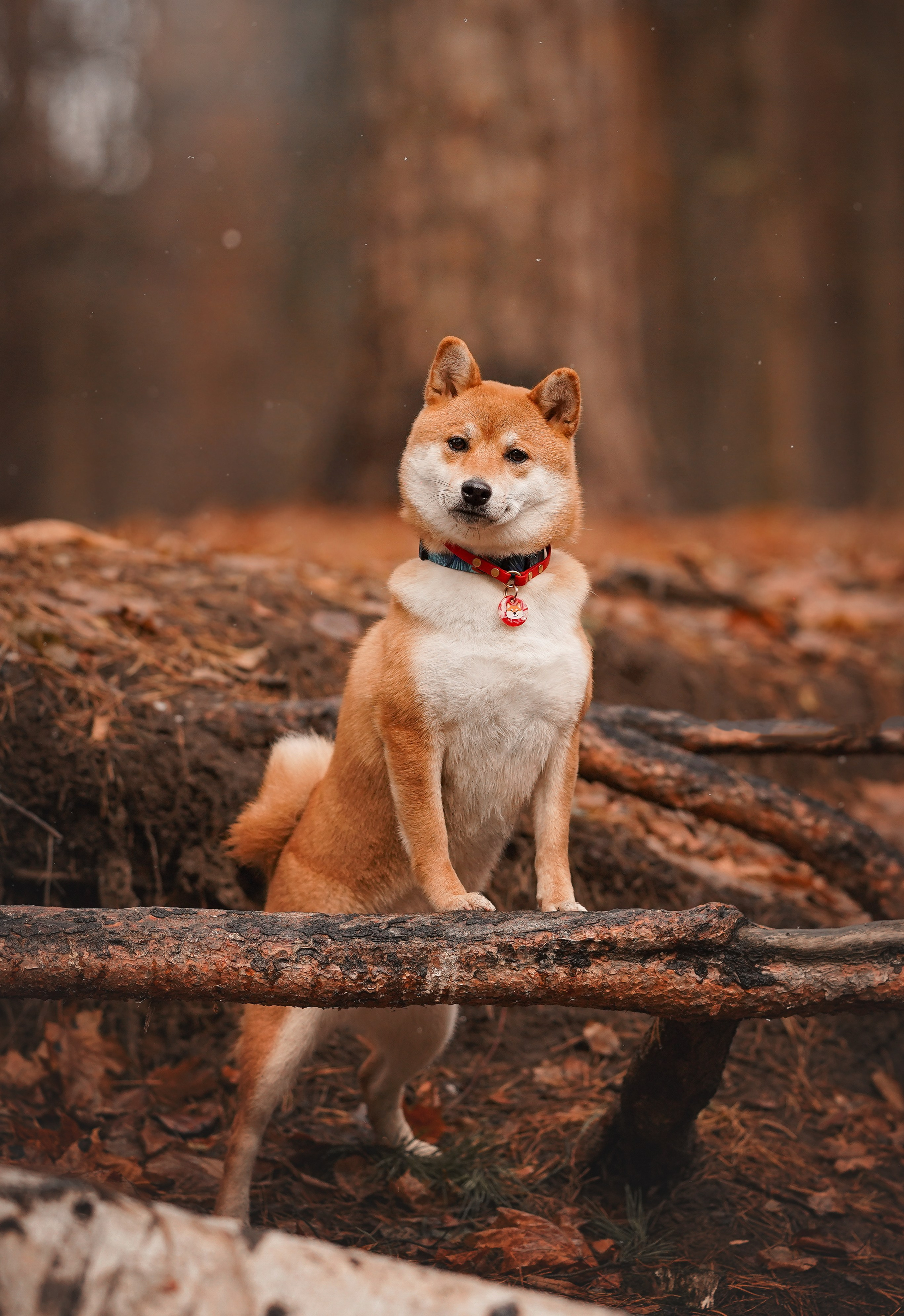 Алина и Юми. Фотограф-анималист в Санкт-Петербурге Яна Мартынова