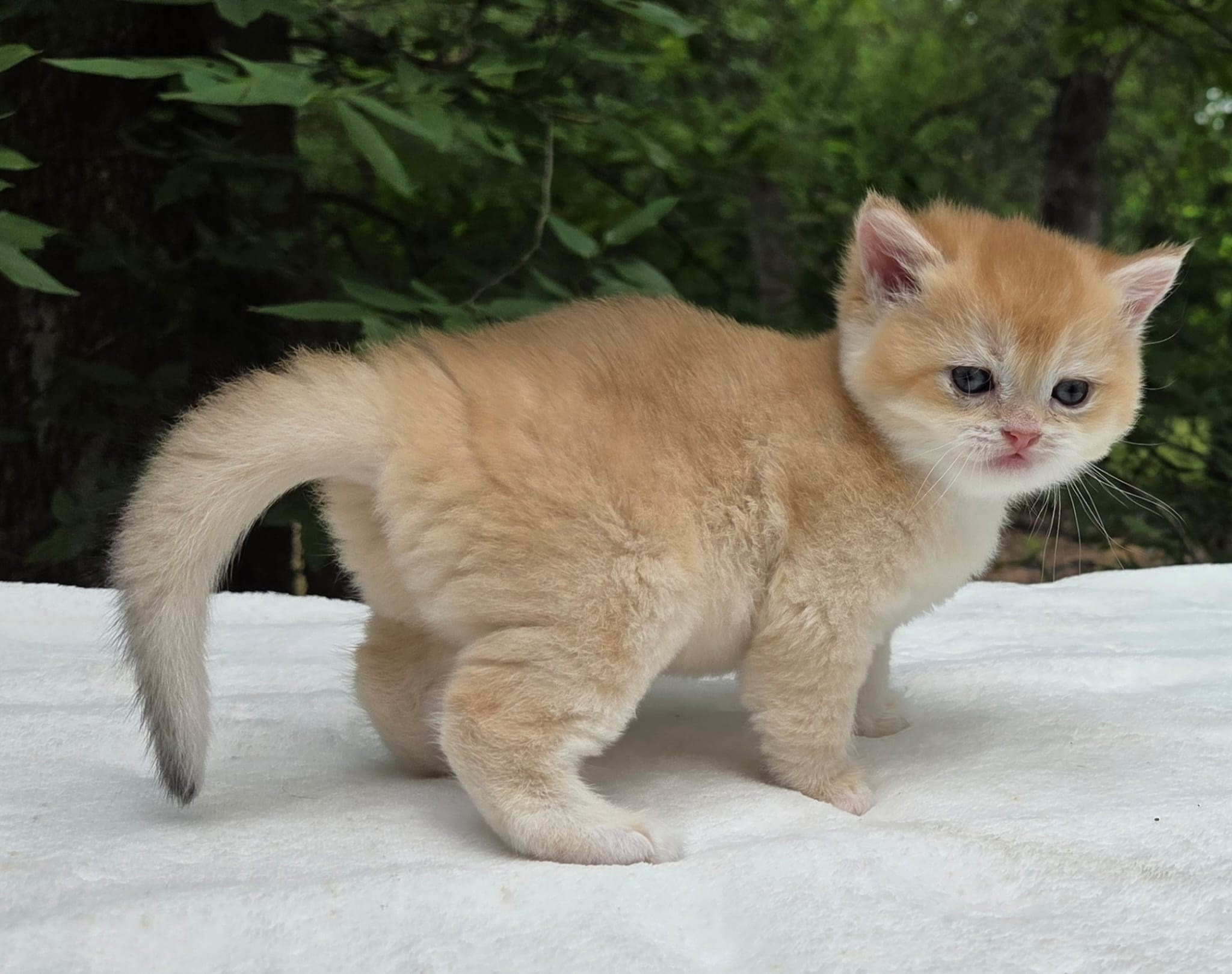 Kira, female, DB- 03.25.26, $1399. British shorhair Cats