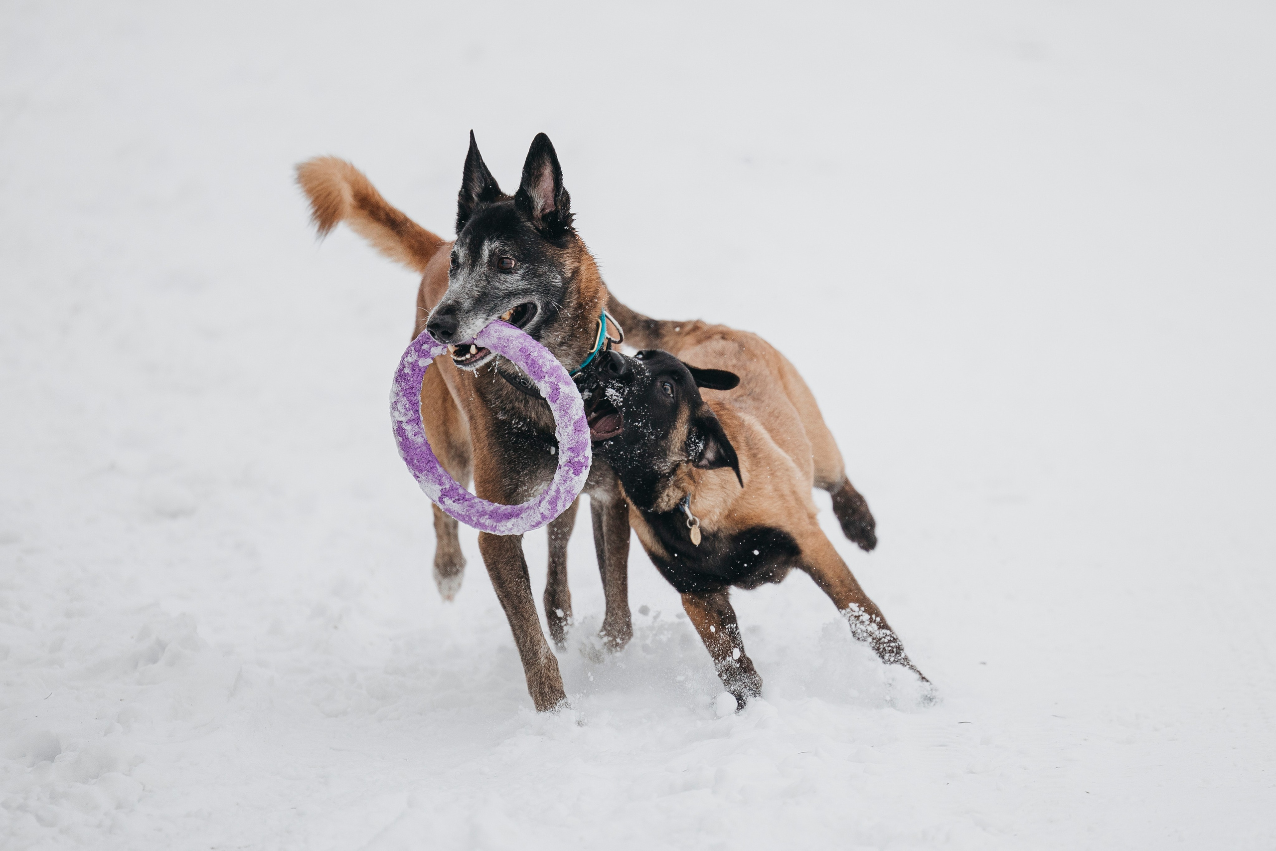 Даша, Омен, Айс и Рицу. Фотограф-анималист Анна Маринич
