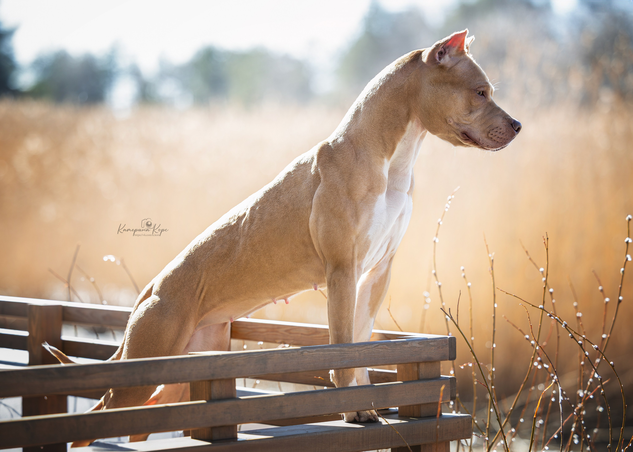АПБТ Нарния. Главная