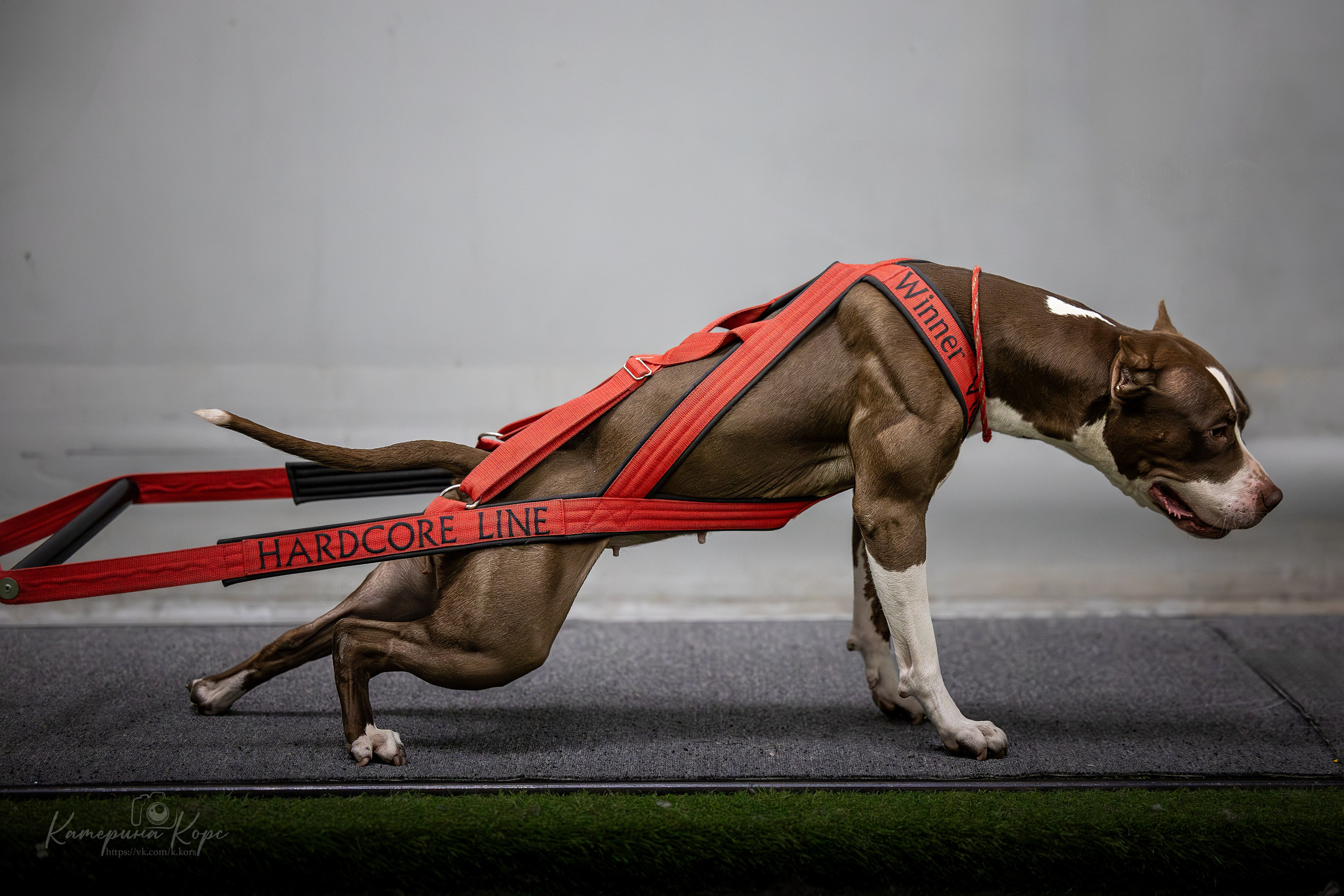 Спорт. Главная