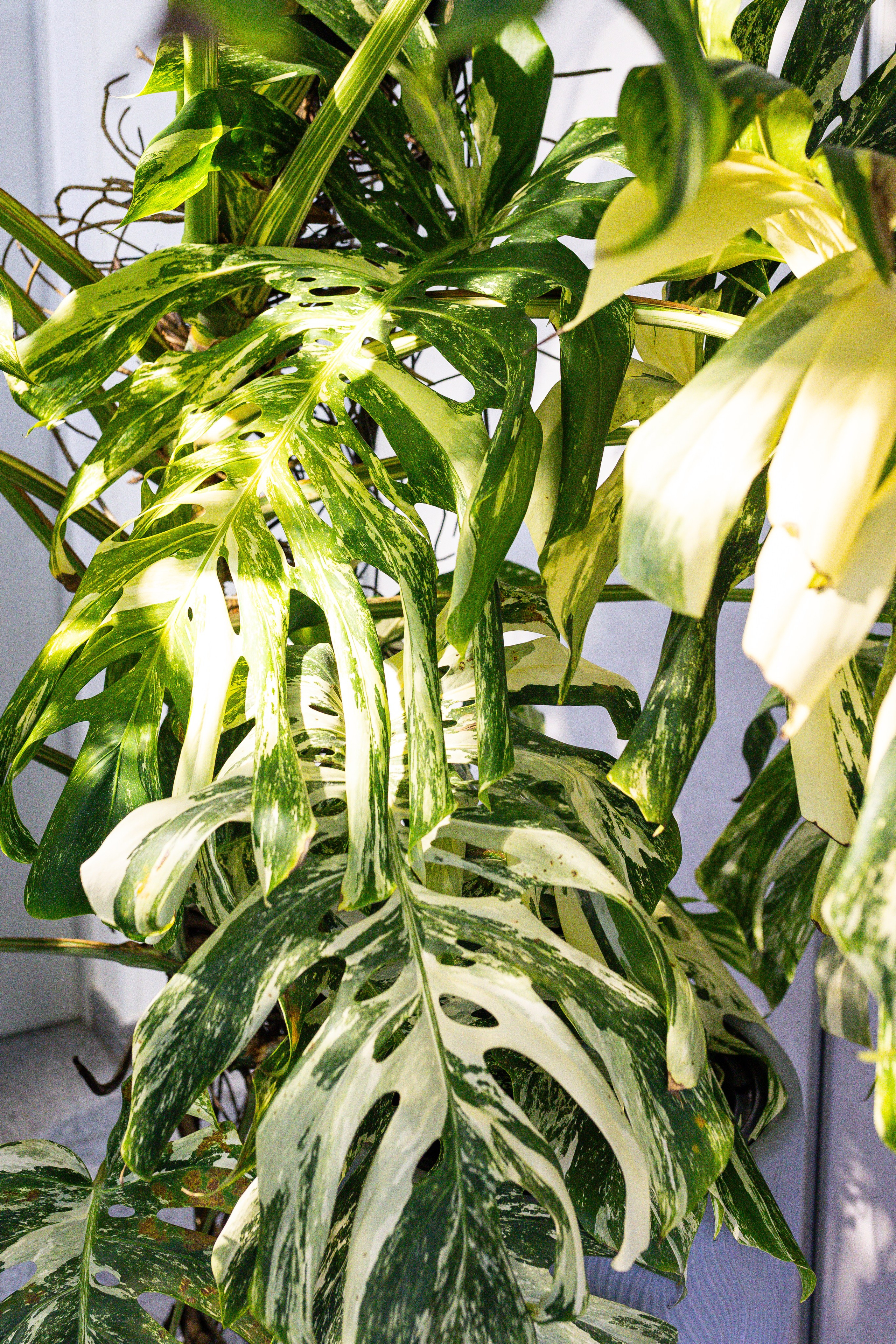 Монстериум 11–12 октября. Александра Куликова фотограф, Москва