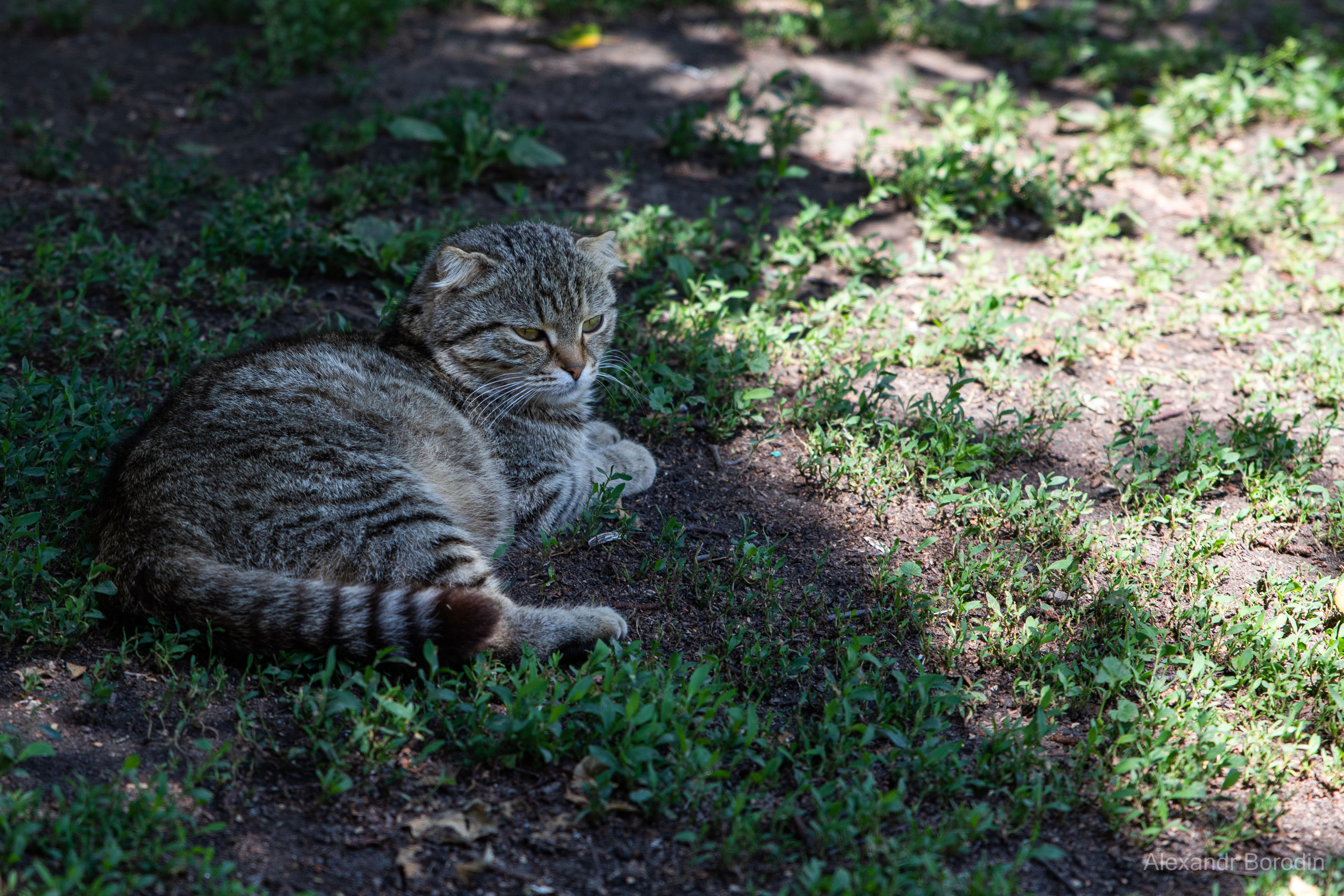Анимализм. Профессиональный фотограф Александр Бородин