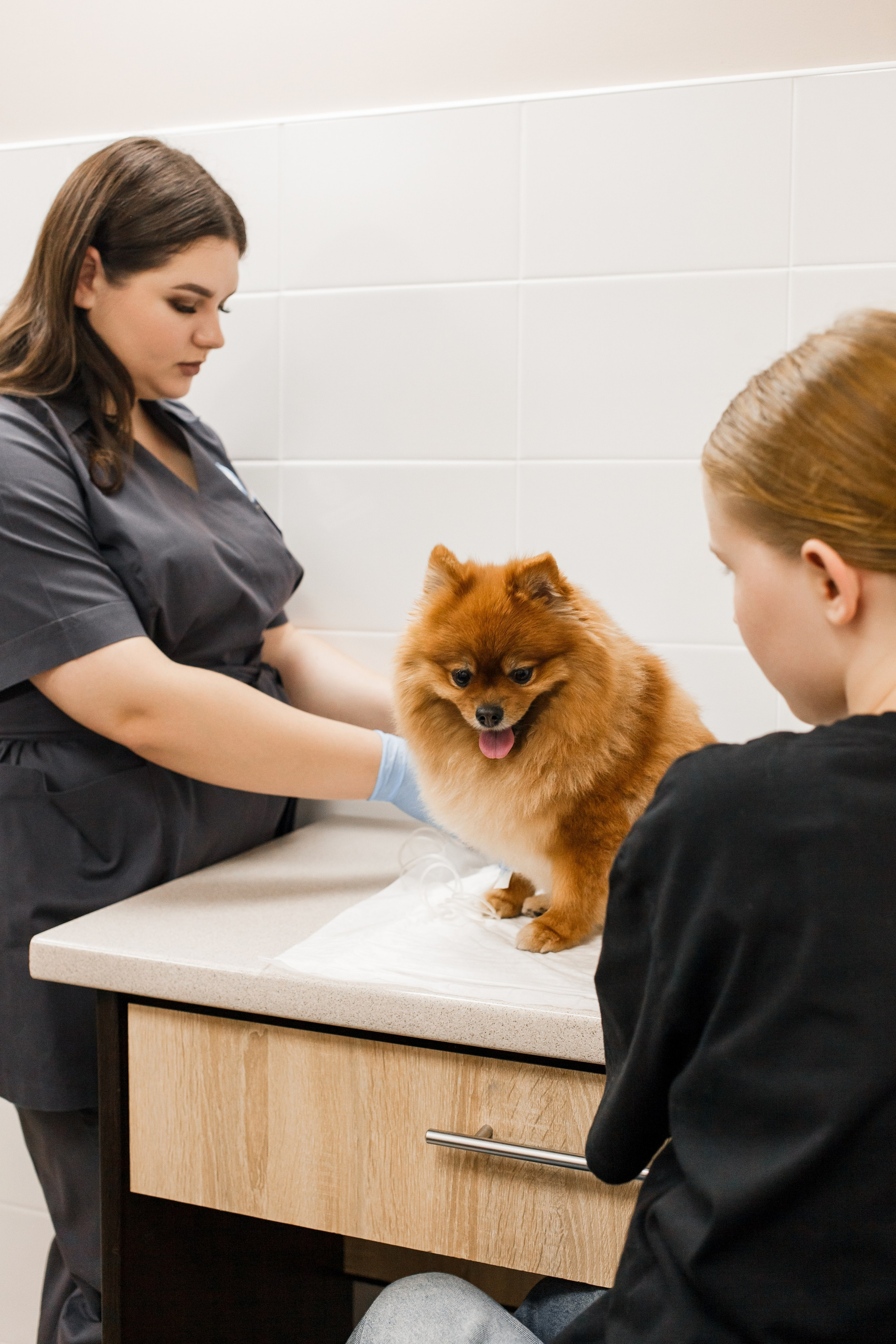 Контентная съемка для ветеринаркой клиники. КОНТЕНТ ФОТОГРАФ