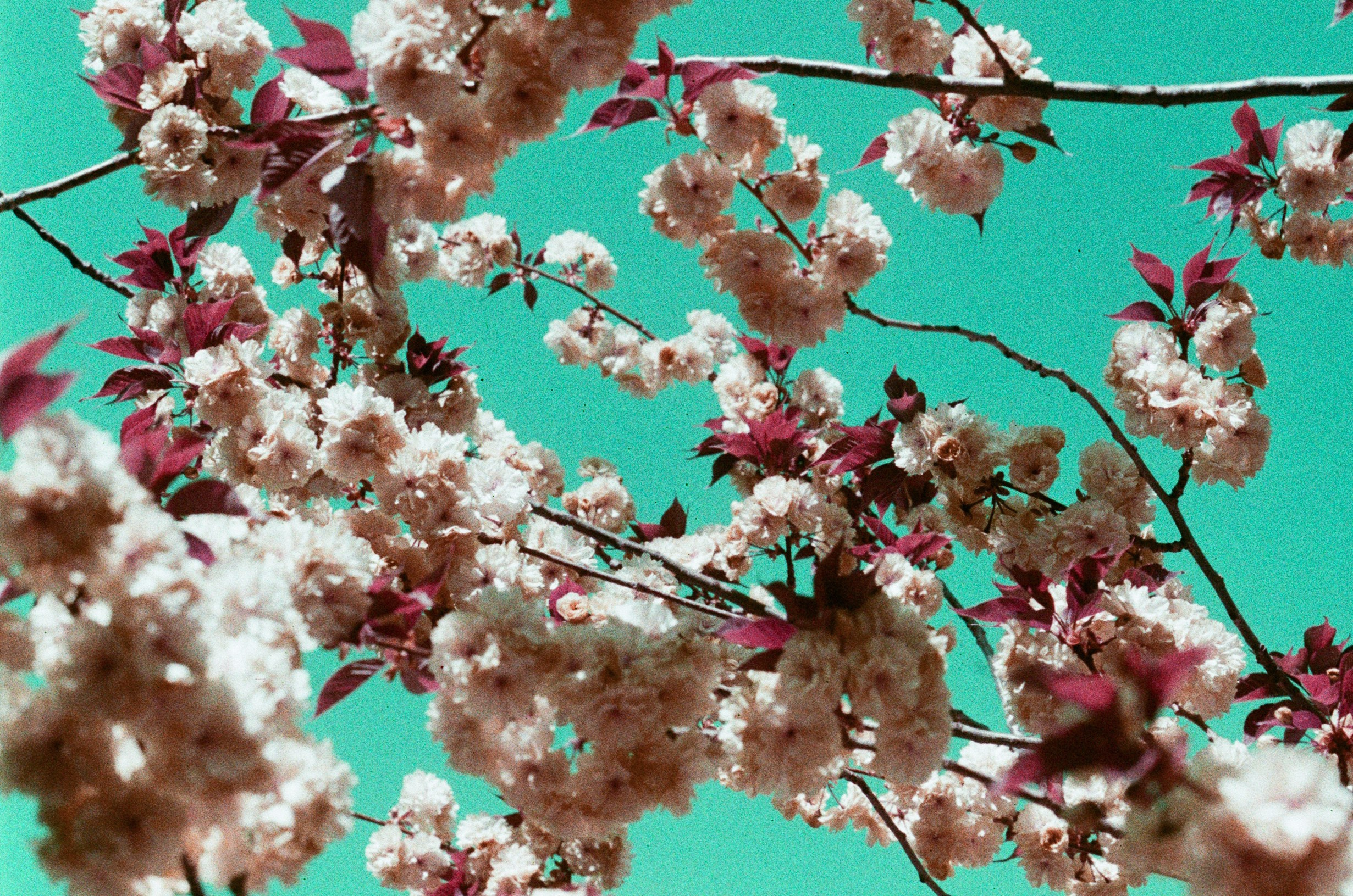 Sakura blues // ukraine, crimea IX. EVER EXPOSED