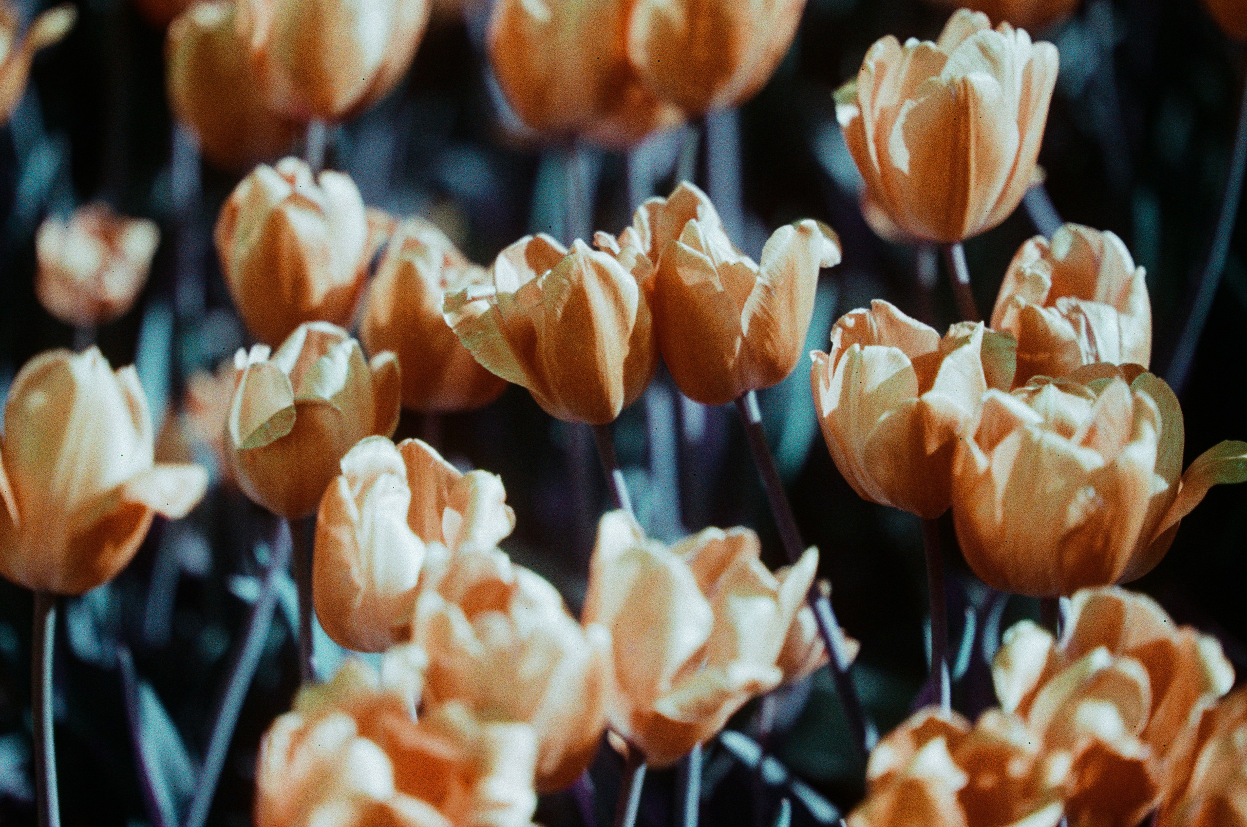 Press enter to exit // ukraine, crimea VIII. EVER EXPOSED