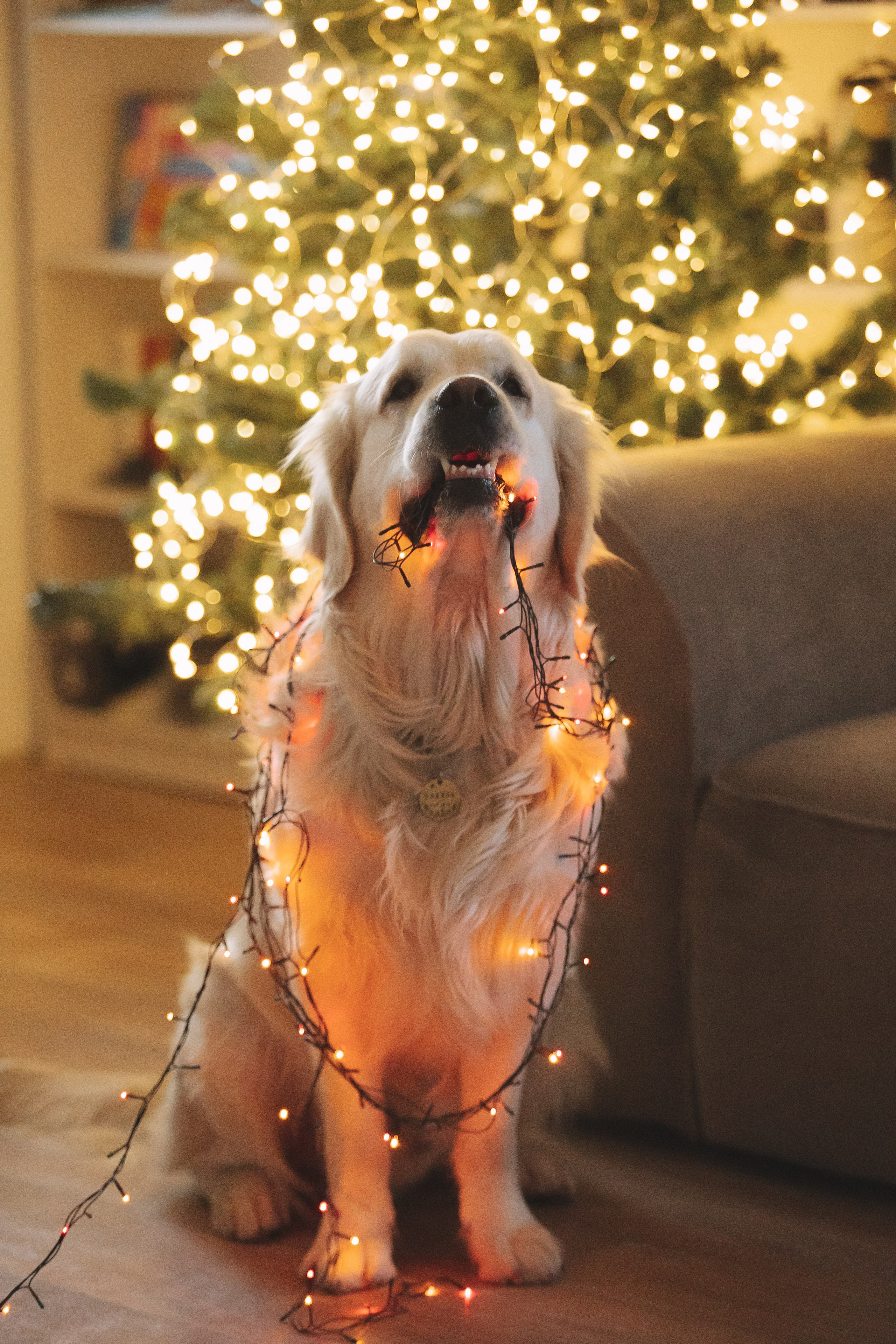 Снежик и Веста, НГ. Свадебный и женский фотограф