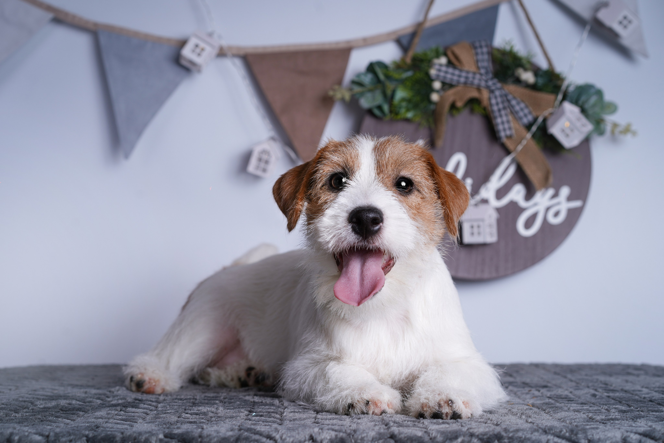 Щенки дрт. Фотограф-анималист в Санкт-Петербурге Яна Мартынова