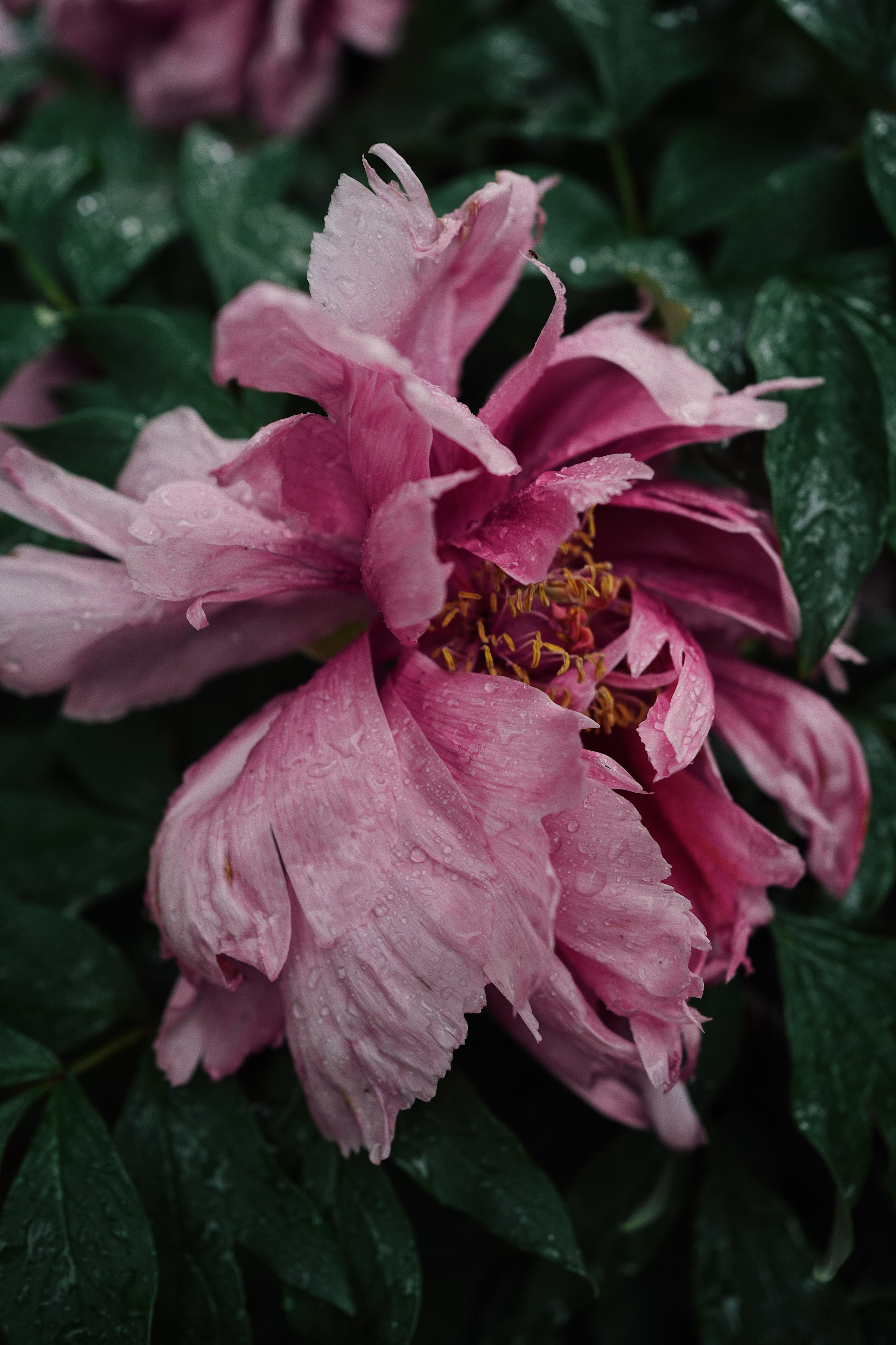 Botanical garden cards. Ксения Копна. Фотограф из Санкт-Петербурга