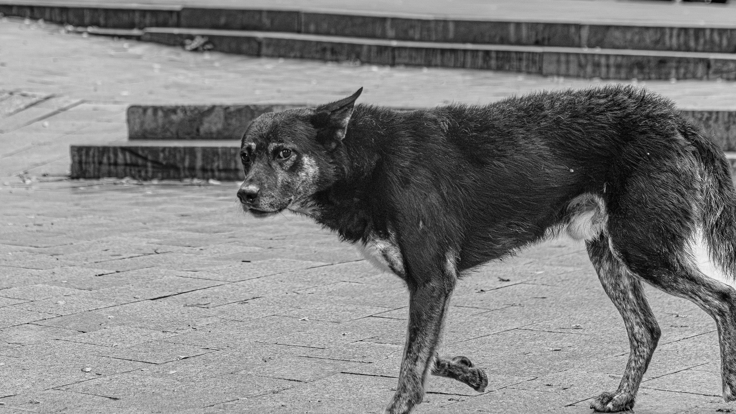 СТРИТ. АЛЕКСЕЙ КОЛМАКОВ. Фотограф. Москва и Московская область
