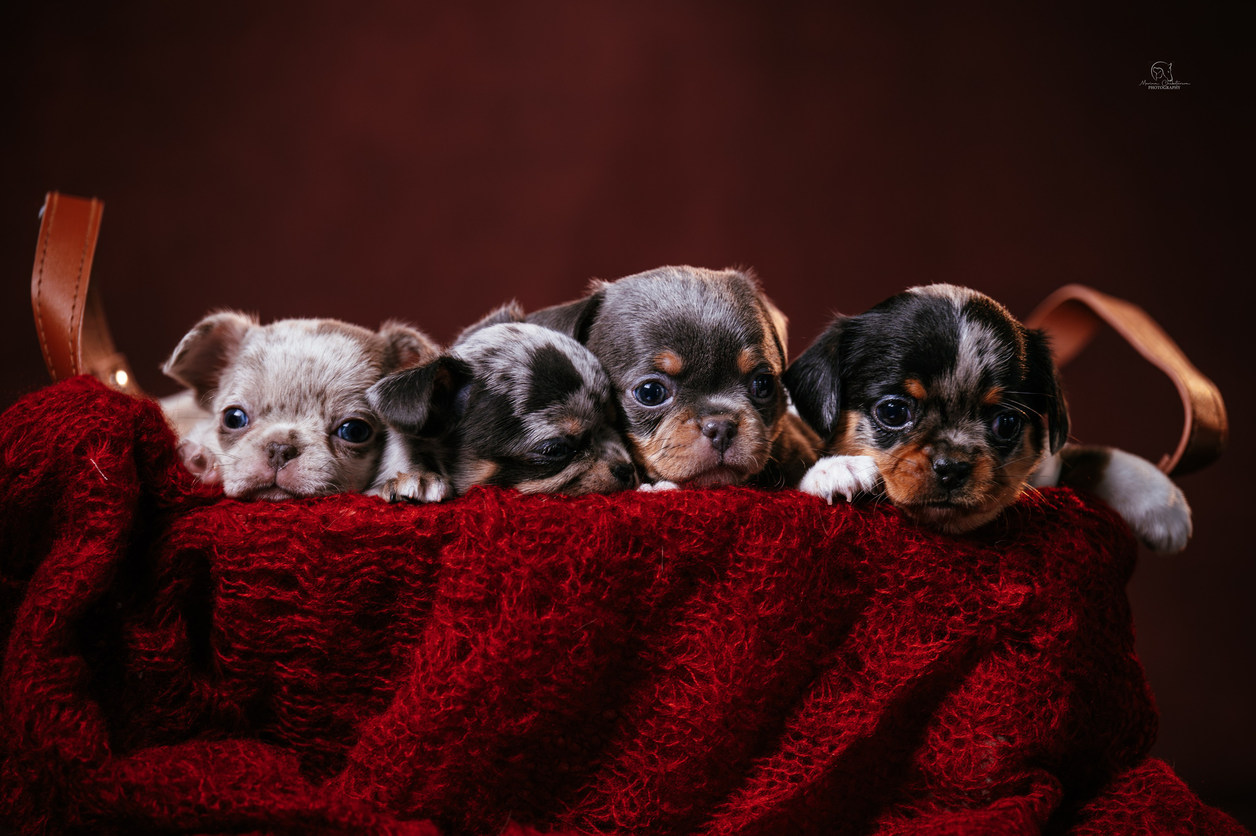 Предпродажная съемка помета чихуахуа. Фотограф в Ростове —на — Дону