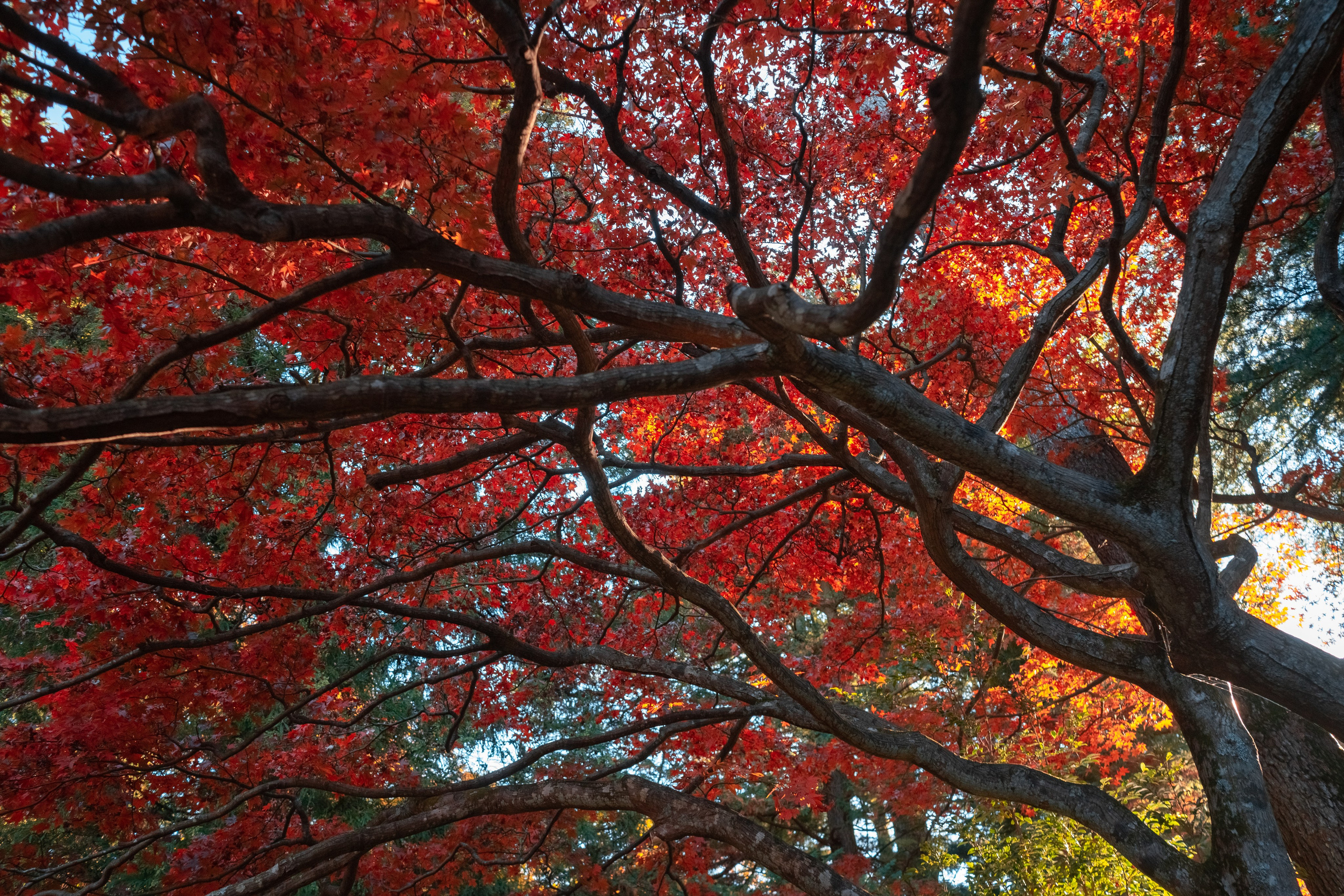 Япония. Alexkrepak