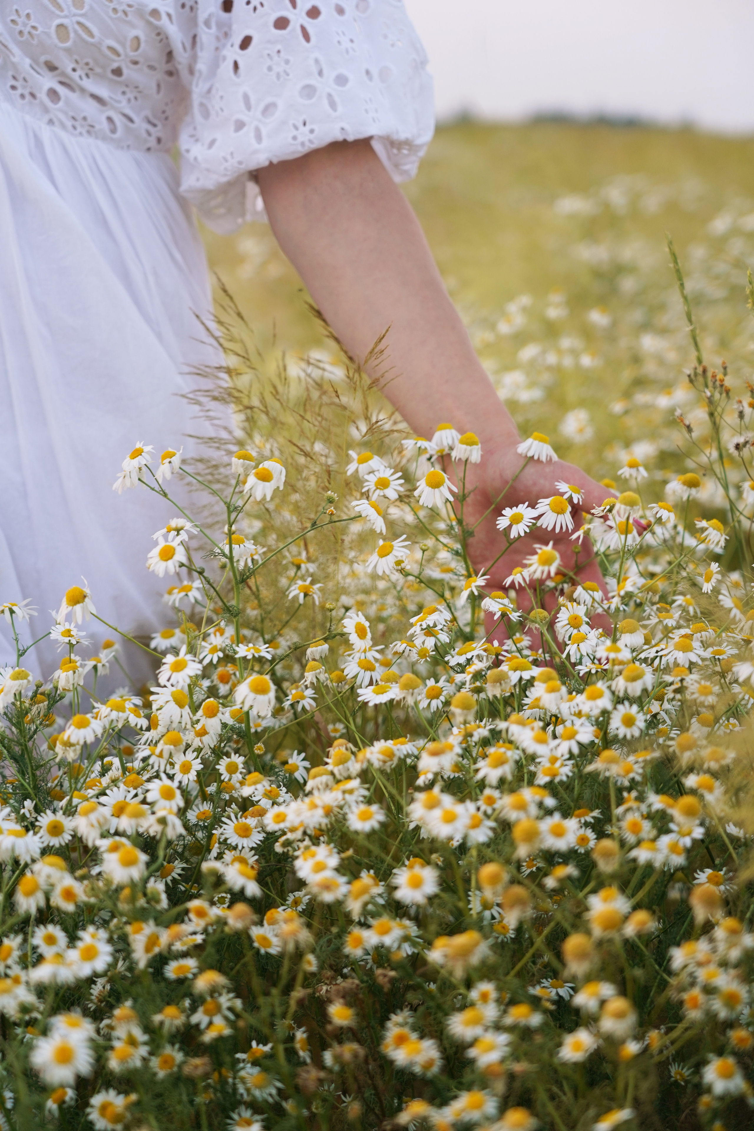 Ромашковое поле для Александры. Моя фотостудия: поле, лес, море и горы… Казань — Москва — Болгария