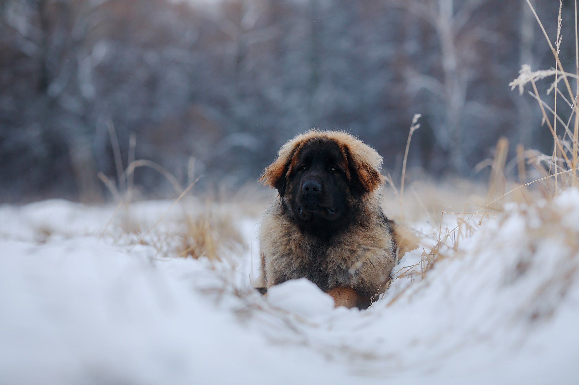 Леоненбергеры. Фотограф-анималист Mary Mart — Москва, Питер