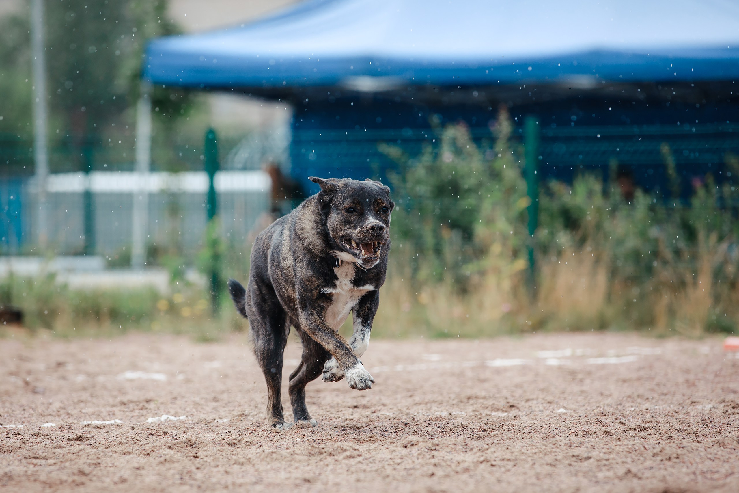 Питч&Гоу + веселые старты. Фотограф-анималист Mary Mart — Москва, Питер