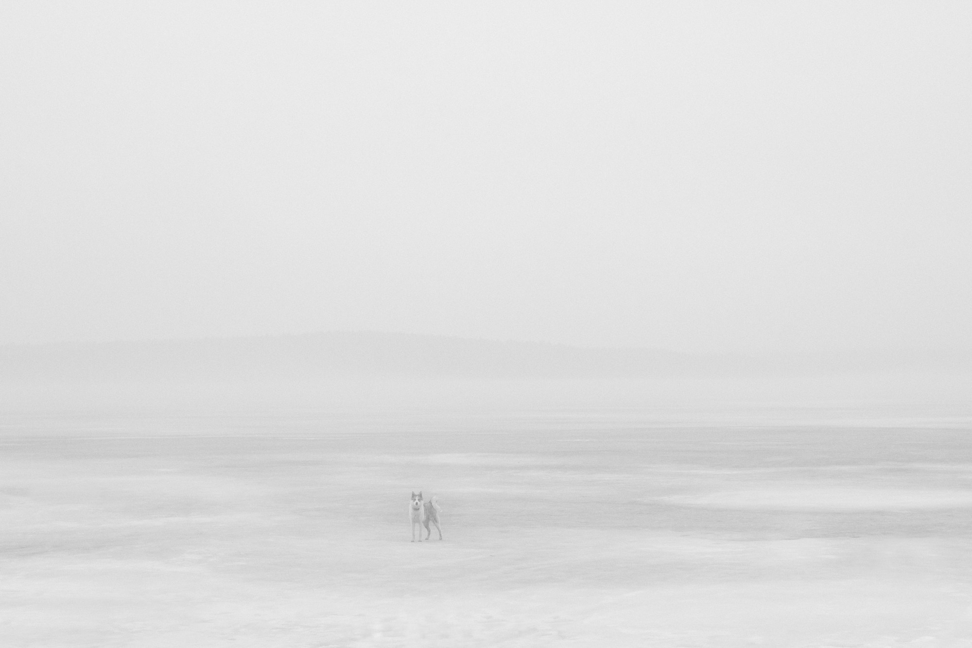 Деревья / Trees (2022-2025). Фотография Alexander Palkin