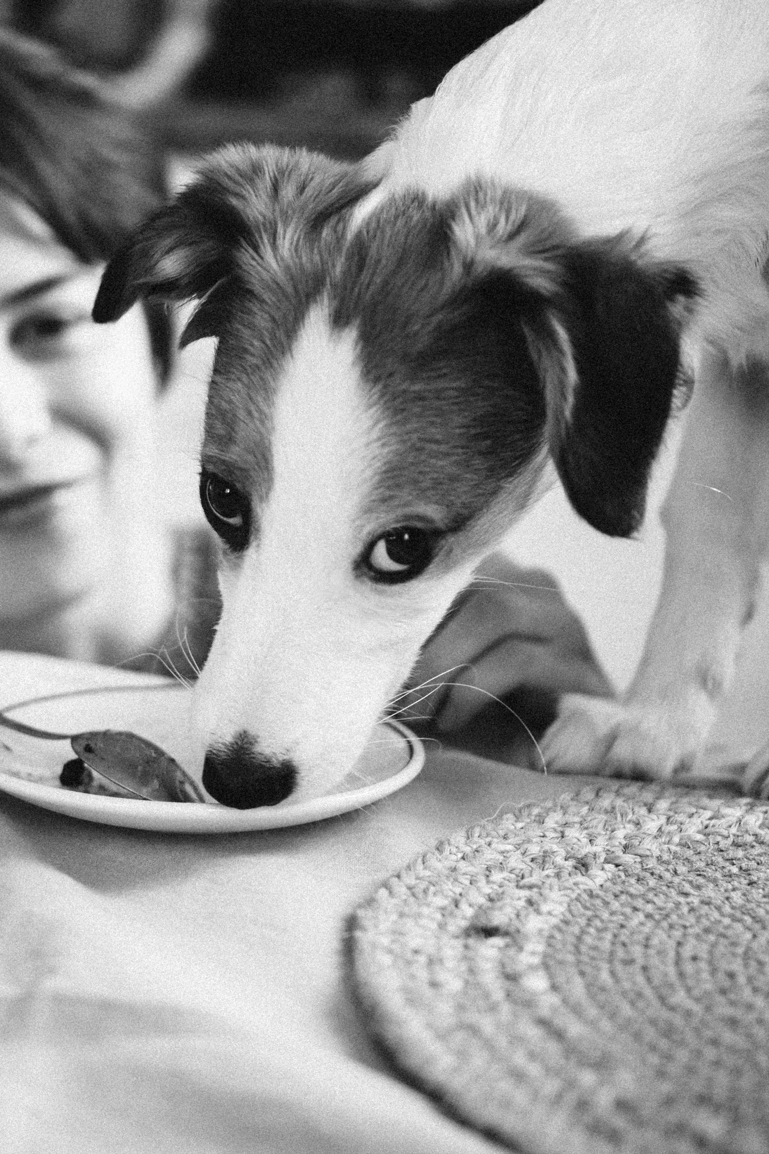 Лика и Клео. Свадебный фотограф Оля Григунова