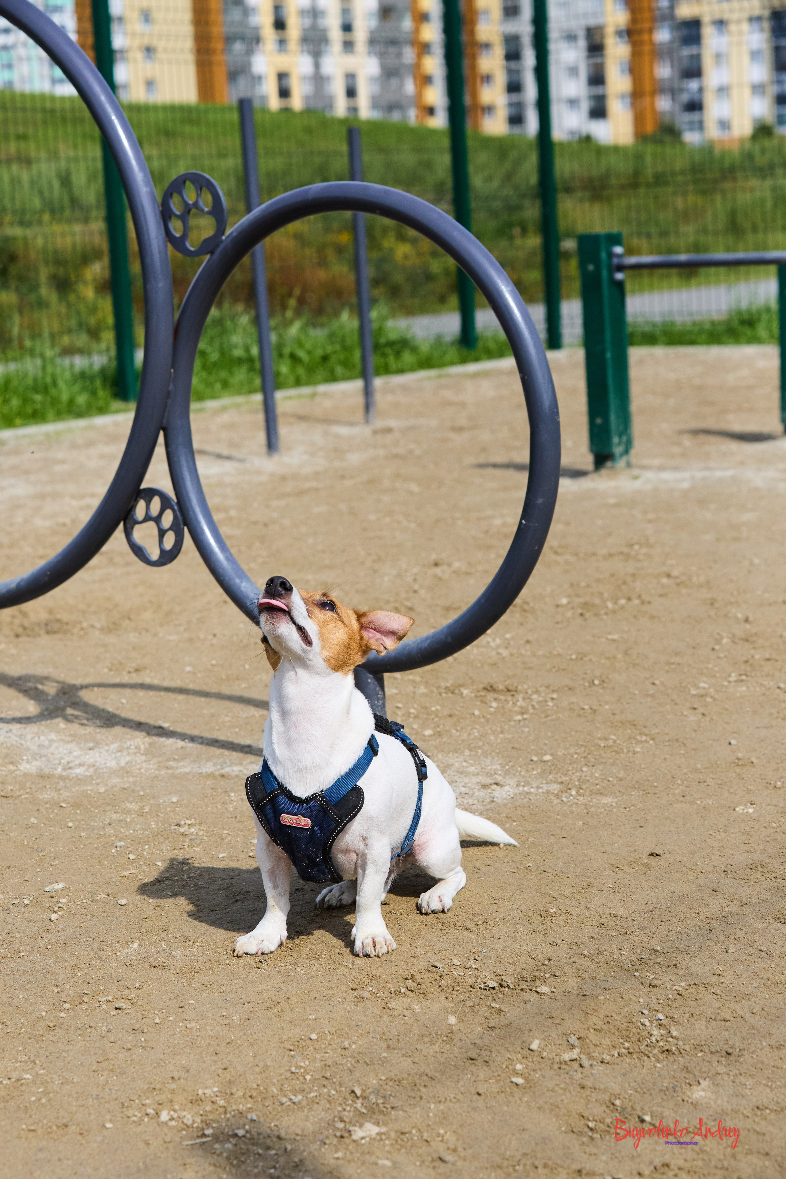 Проект фотопрогулка с хвостиком. Buyvolenko Andrey