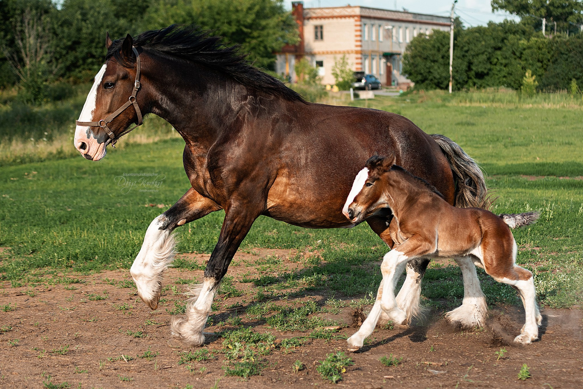 Рапунцель и Квини. Конный фотограф Куракина Дарья • Фотосессии с лошадьми